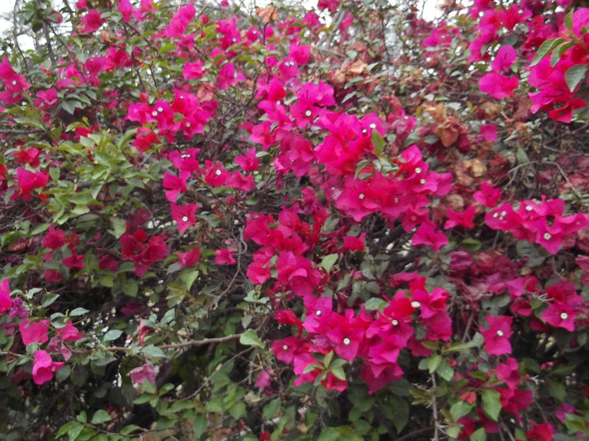 Fujifilm FinePix JV300 sample photo. árbol colorido photography