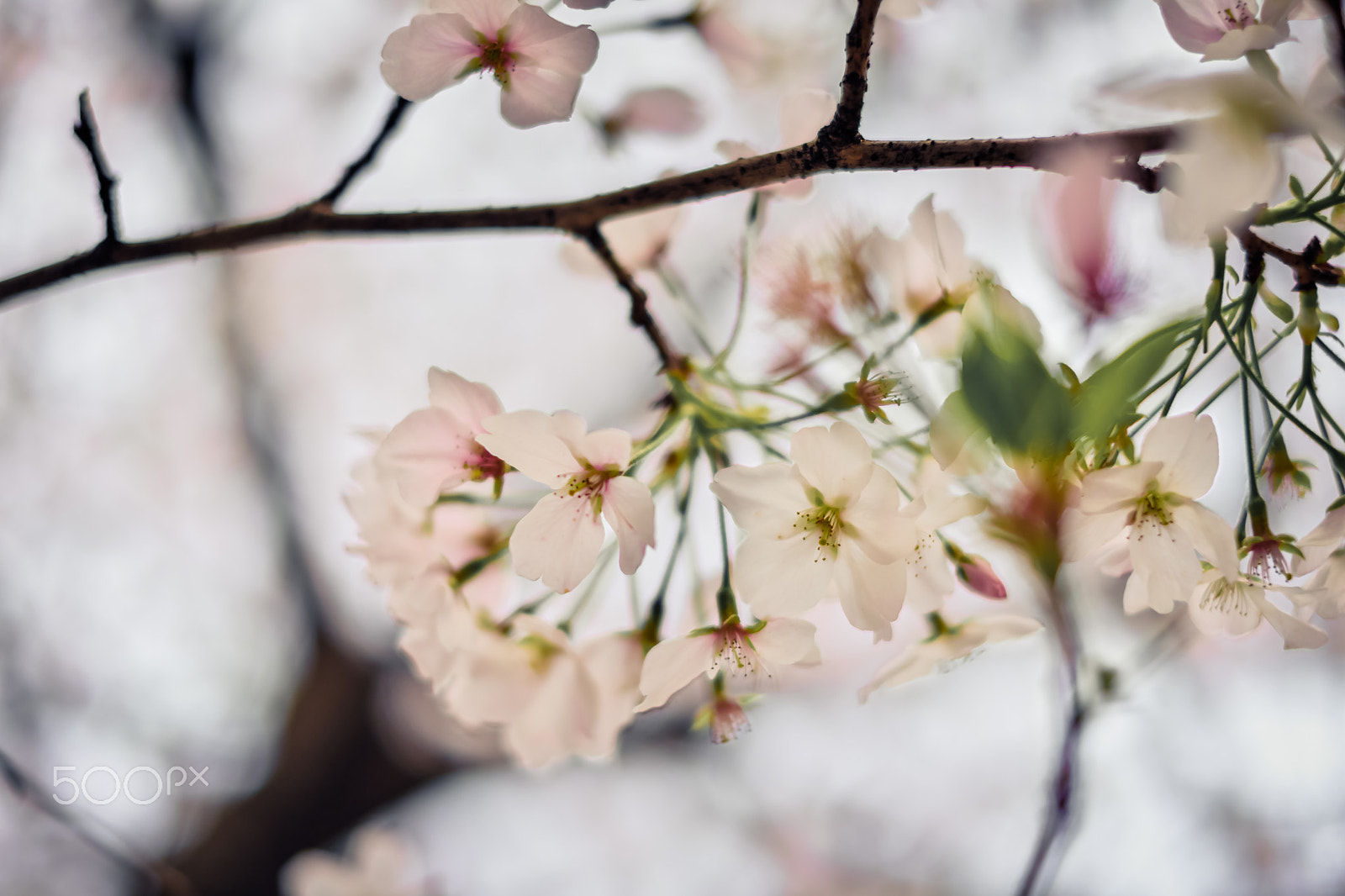 Fujifilm X-Pro2 sample photo. Cherry blossoms photography