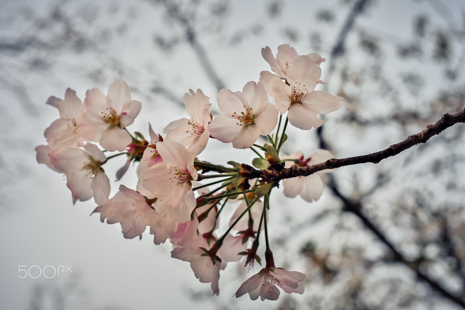 Fujifilm X-Pro2 sample photo. Cherry blossoms photography