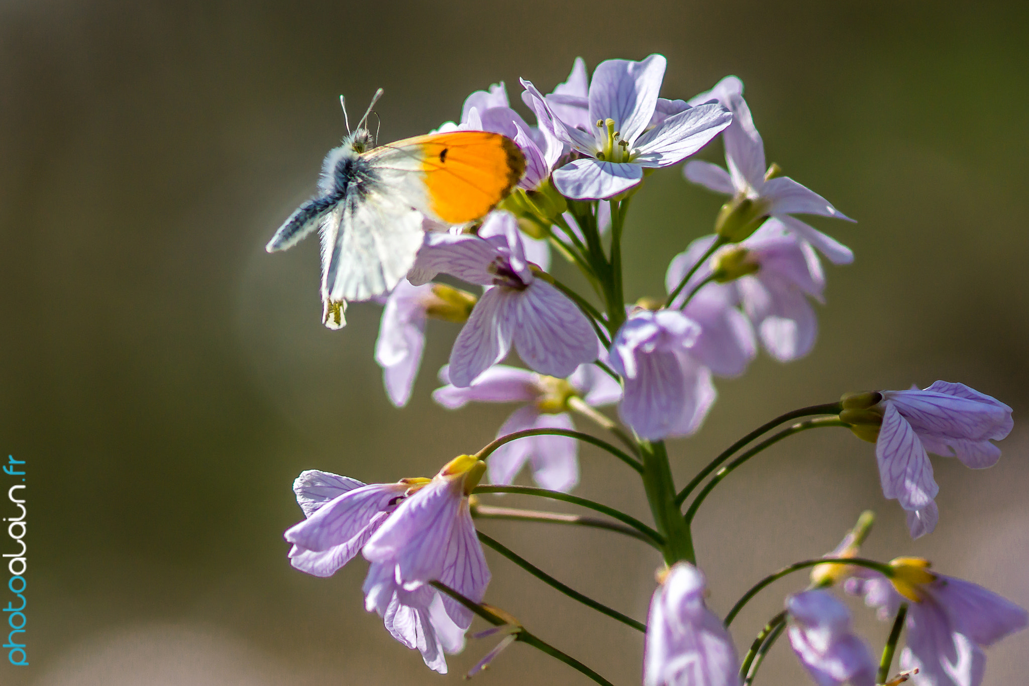 Sony SLT-A77 sample photo. Papillon aurore anthocharis cardamines photography