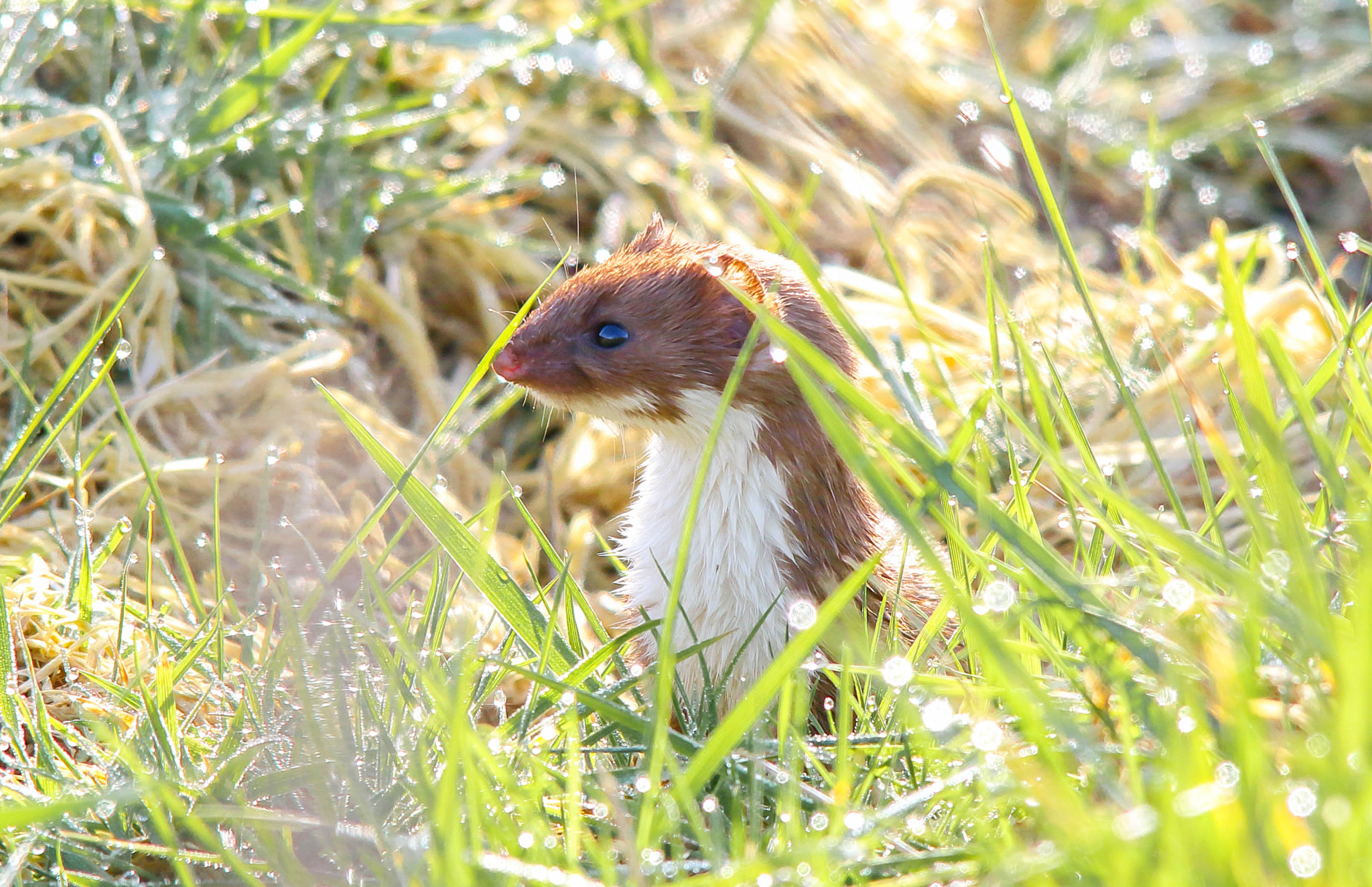 Sigma 150-500mm F5-6.3 DG OS HSM sample photo. Stoat photography