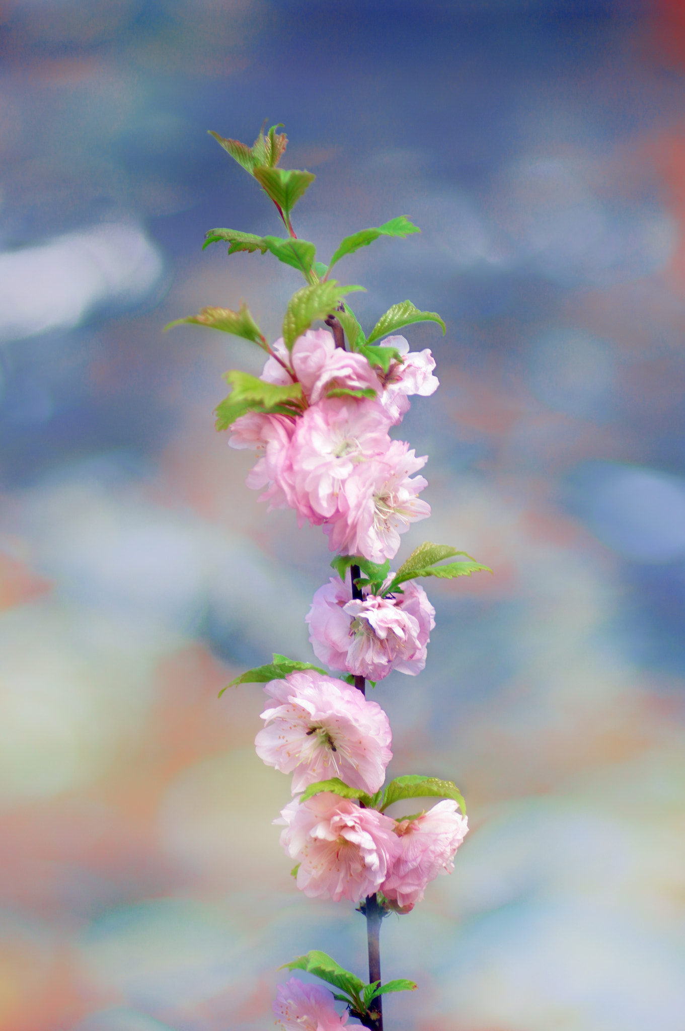 Pentax K20D + Tamron AF 70-300mm F4-5.6 LD Macro 1:2 sample photo. Spring oh it's you photography