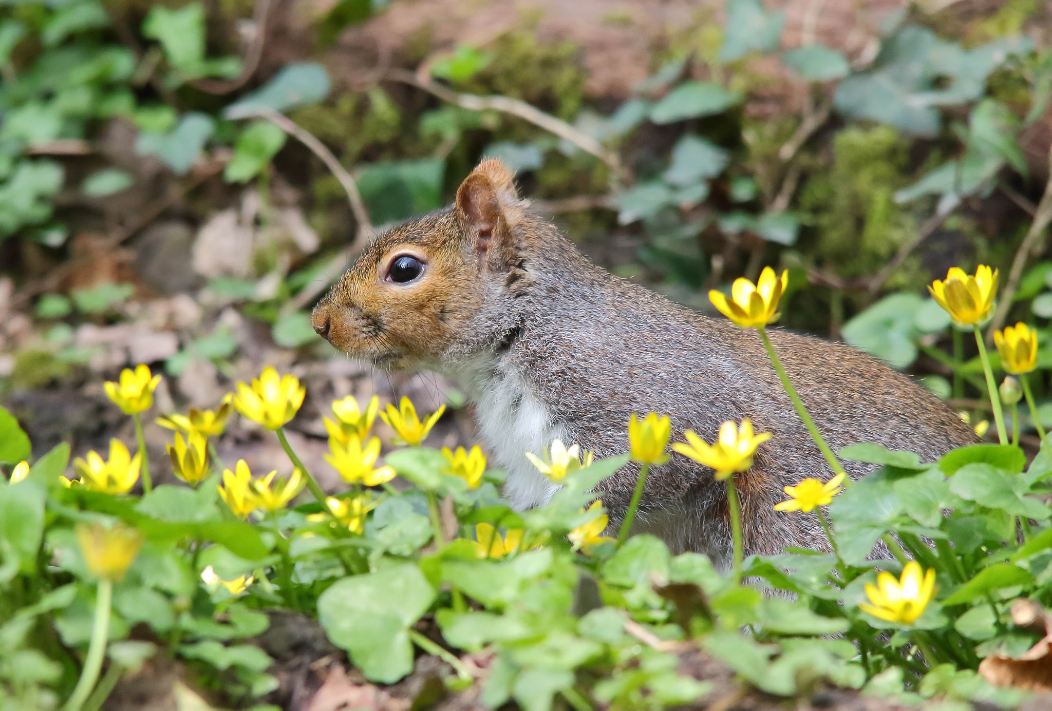 Canon EOS 7D Mark II + Sigma 150-500mm F5-6.3 DG OS HSM sample photo. Grey squirrel photography