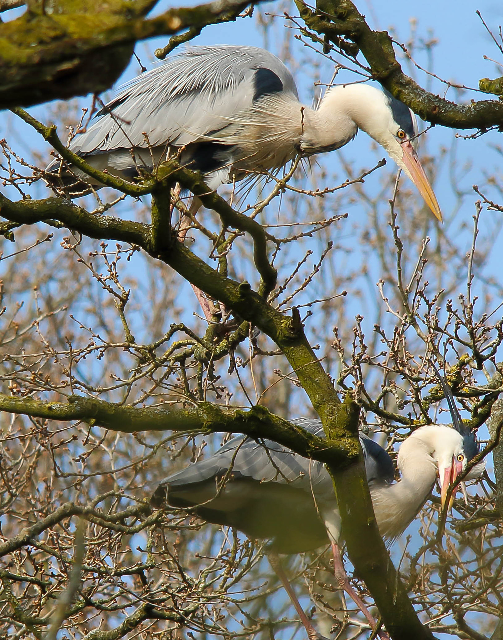 Sigma 150-500mm F5-6.3 DG OS HSM sample photo. Grey herons nest building photography