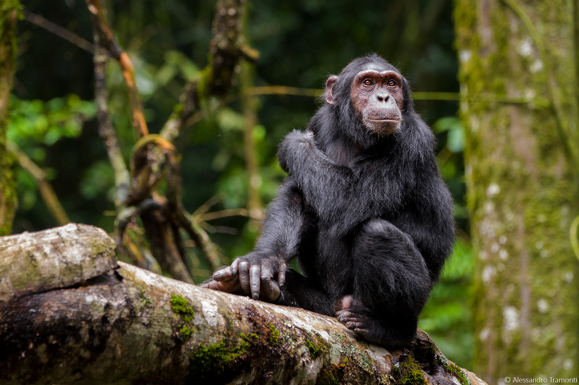 Canon EF 70-200mm F2.8L IS II USM sample photo. Wild chimp photography