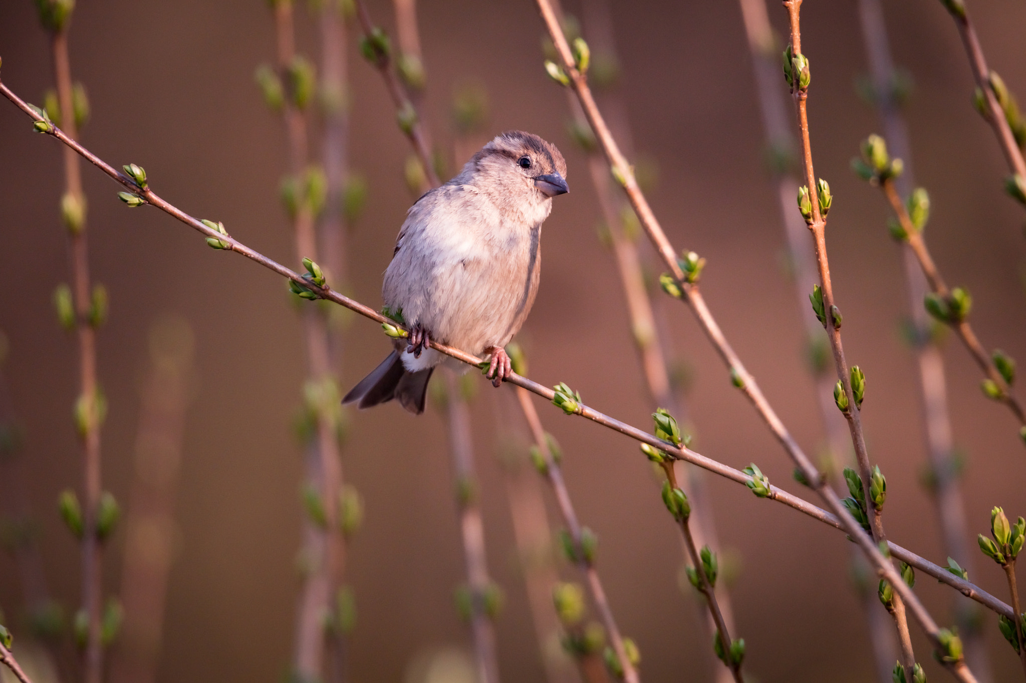 150-600mm F5-6.3 DG OS HSM | Sports 014 sample photo. Bird photography