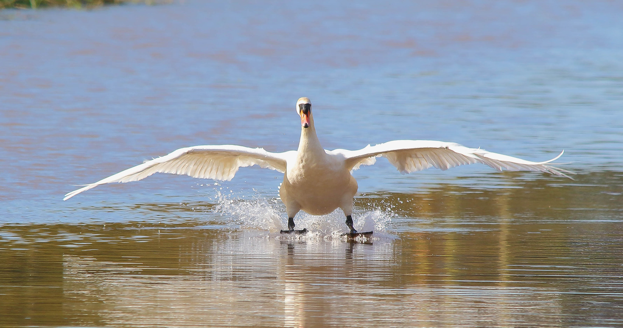 Sigma 150-500mm F5-6.3 DG OS HSM sample photo. Mute swan landing photography
