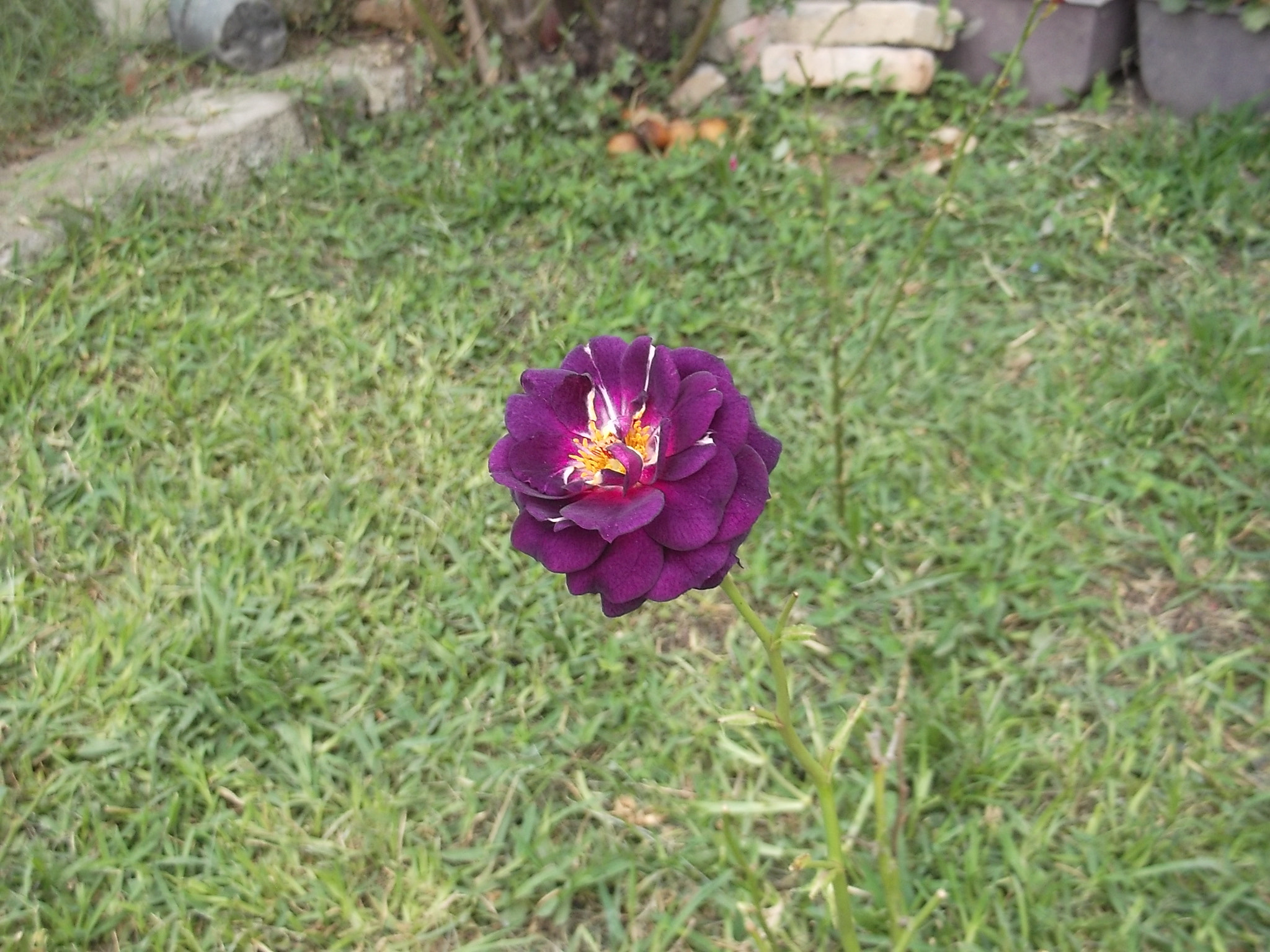 Fujifilm FinePix JV300 sample photo. Rosa primaveral photography