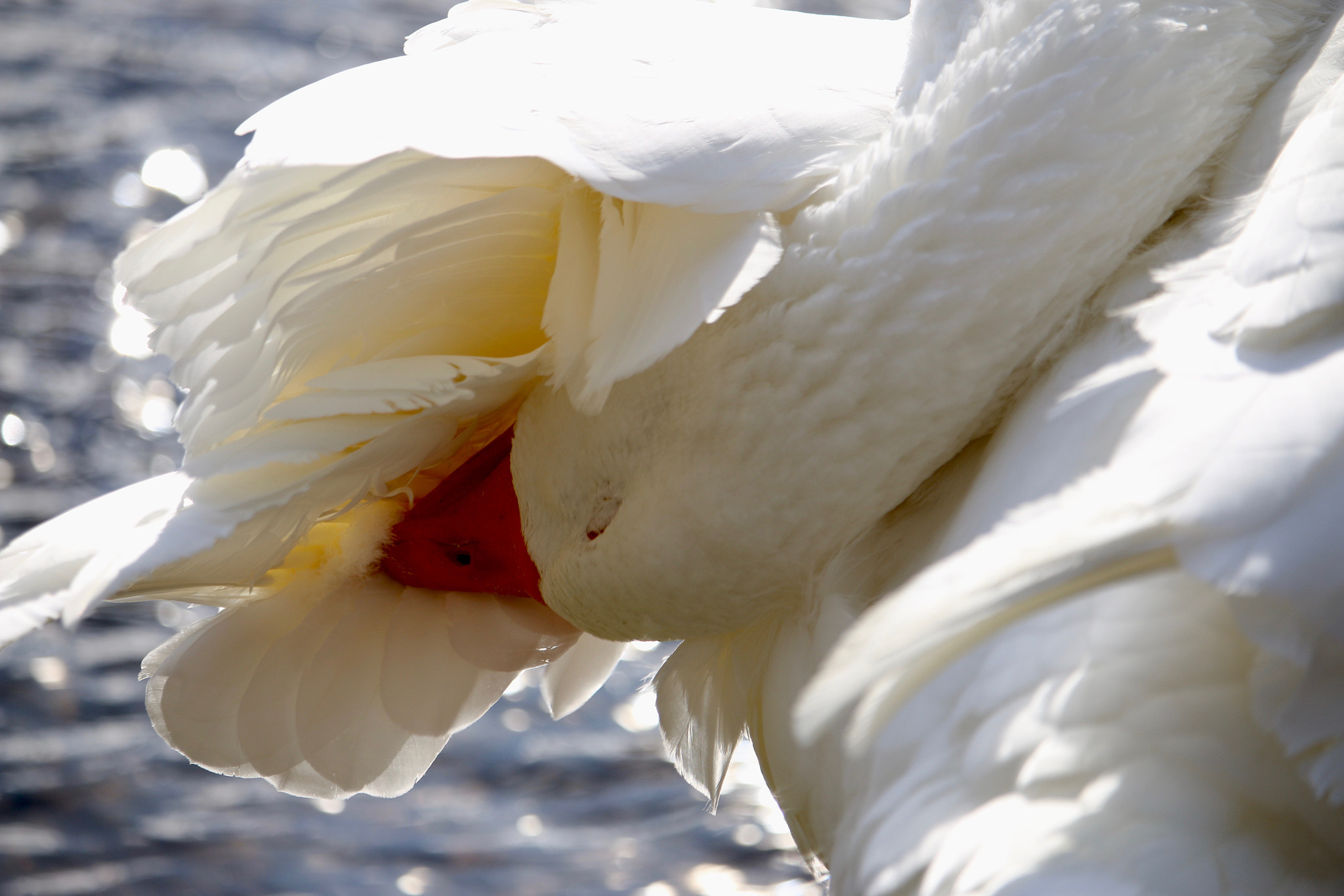 Canon EF-S 55-250mm F4-5.6 IS STM sample photo. Preening white goose photography