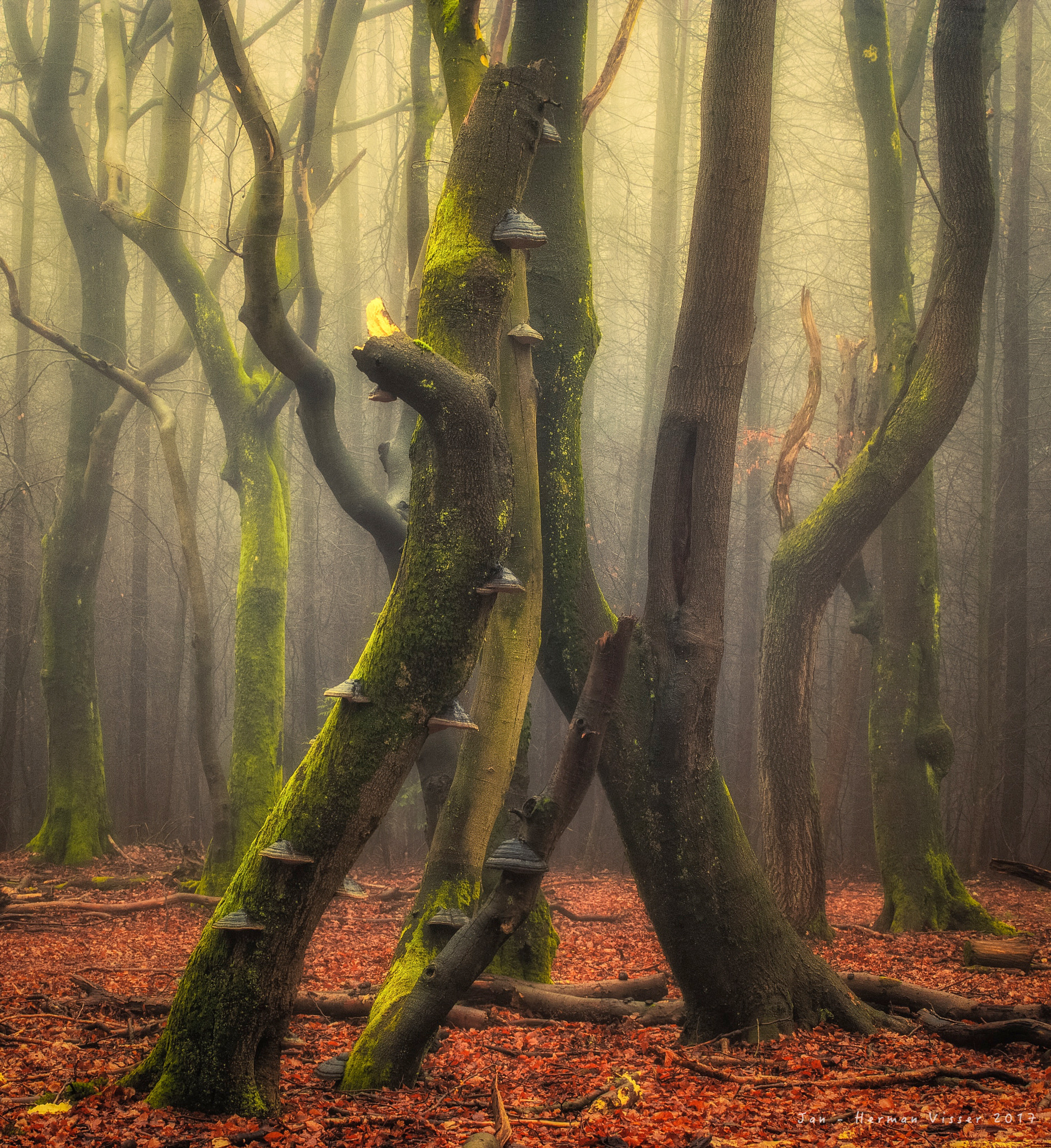 Canon EOS-1Ds Mark II sample photo. Wicked forest photography