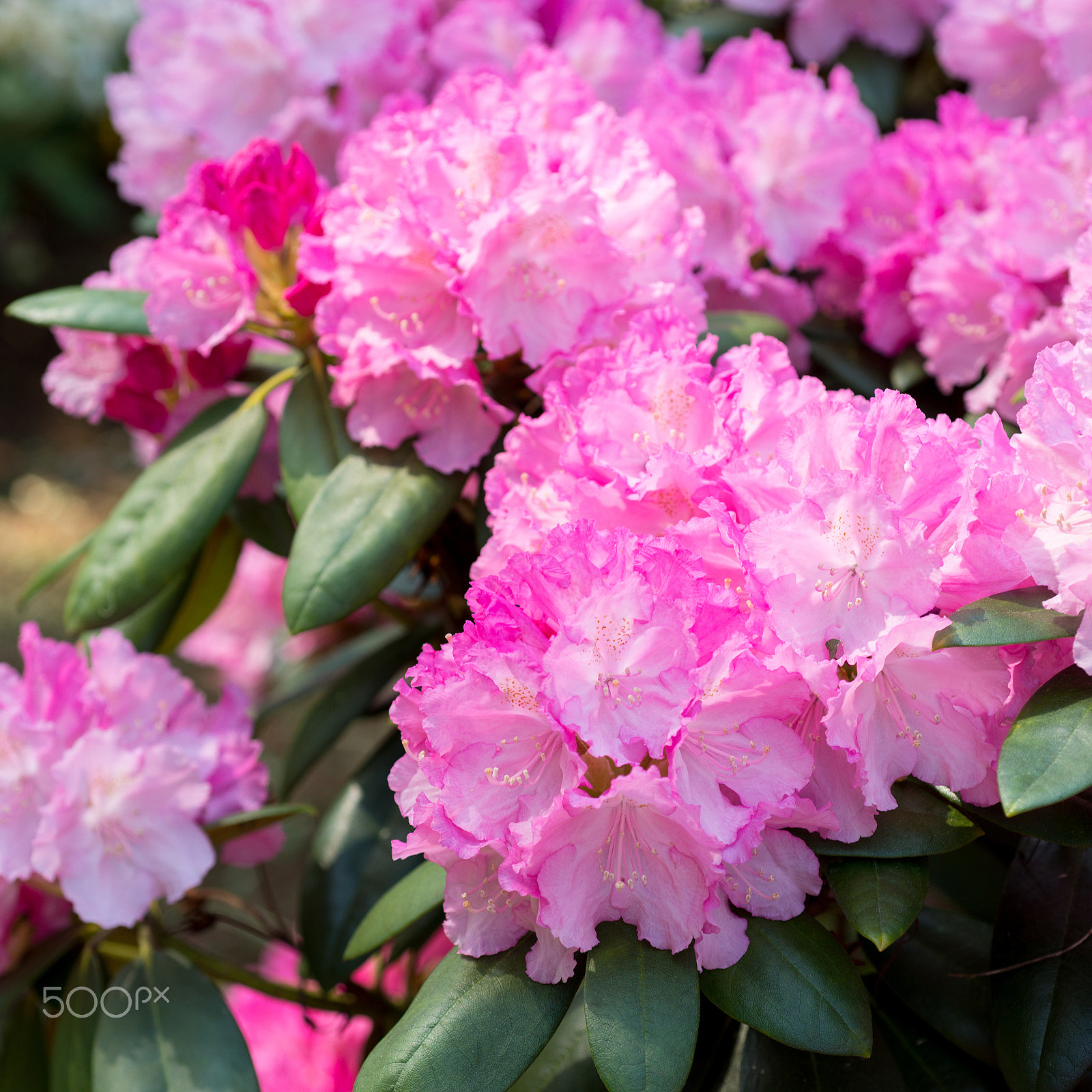 Nikon D800 + Nikon AF Micro-Nikkor 60mm F2.8D sample photo. Pink rhododendron photography