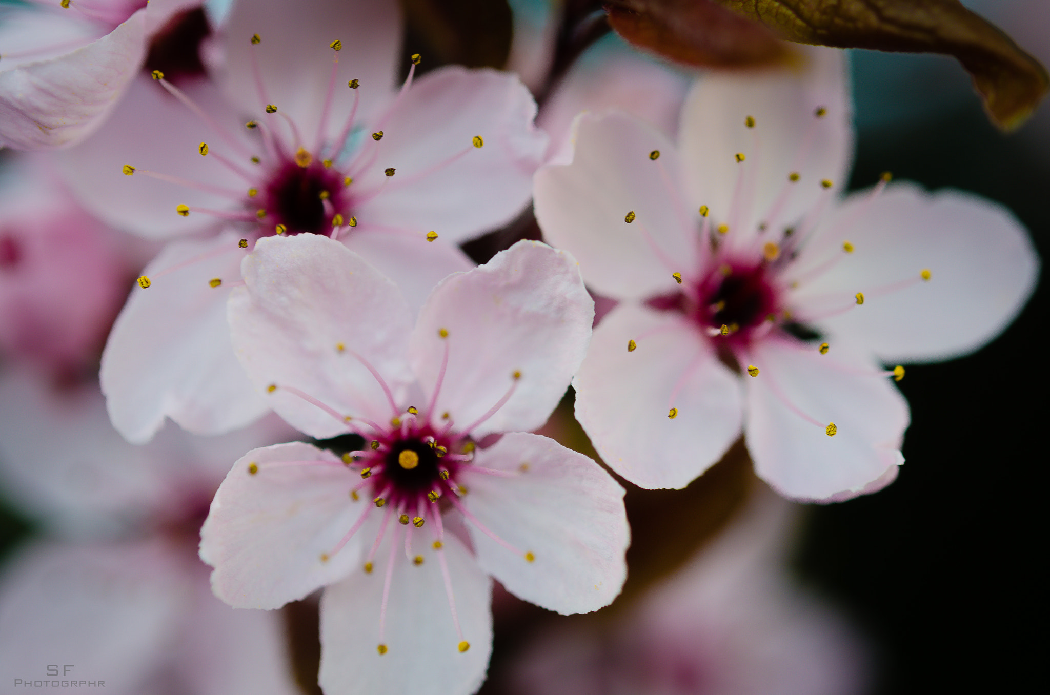 Nikon AF-S Micro-Nikkor 60mm F2.8G ED sample photo. 88/365 - spring photography