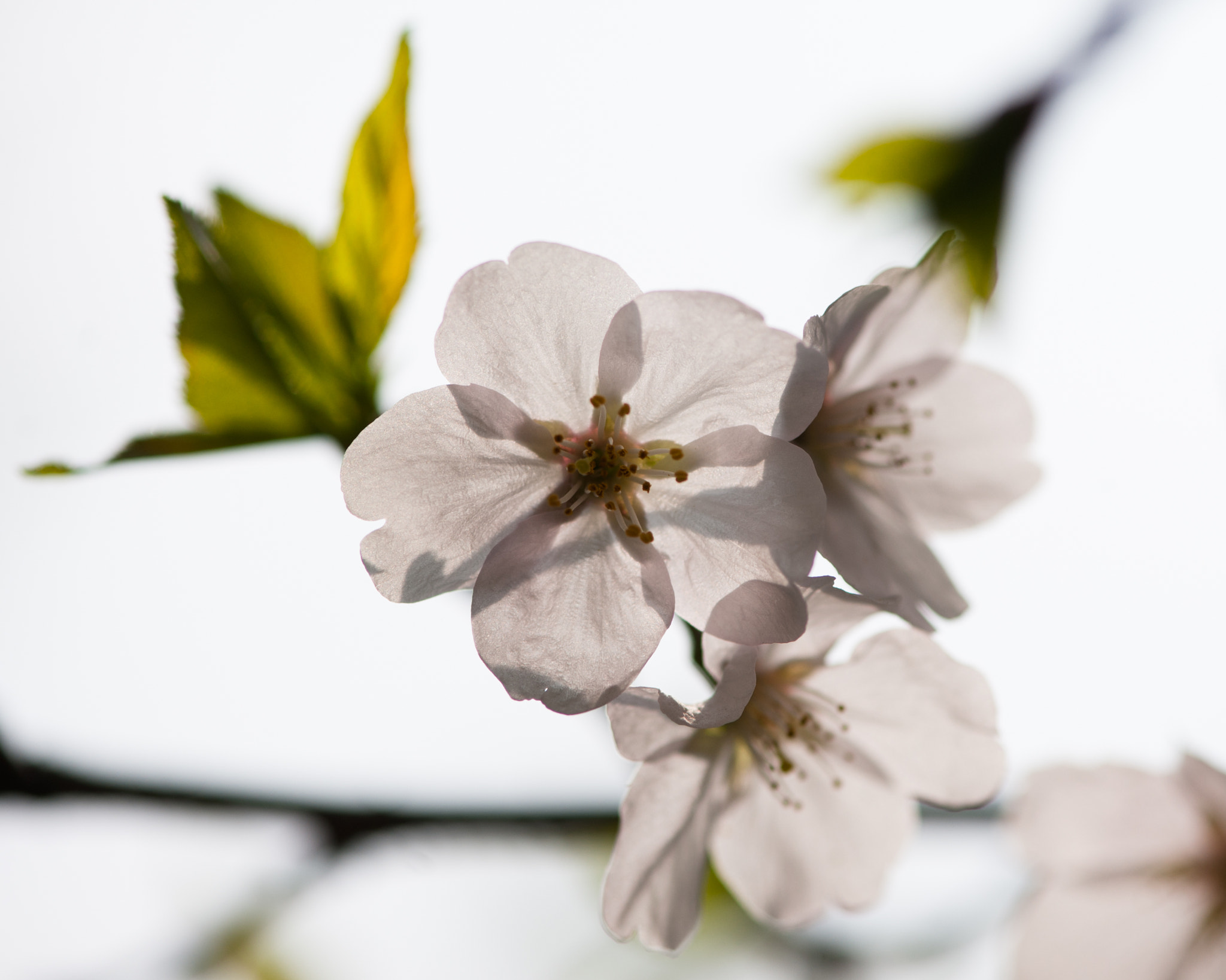Nikon AF-S Micro-Nikkor 105mm F2.8G IF-ED VR sample photo. Thinner than paper photography