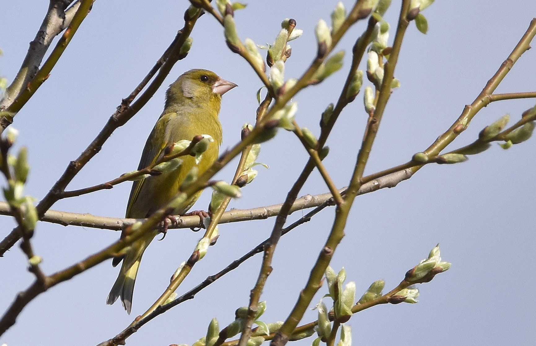 Nikon D7200 + Sigma 150-600mm F5-6.3 DG OS HSM | C sample photo. Goldfinch green (cardeulis chloris) photography