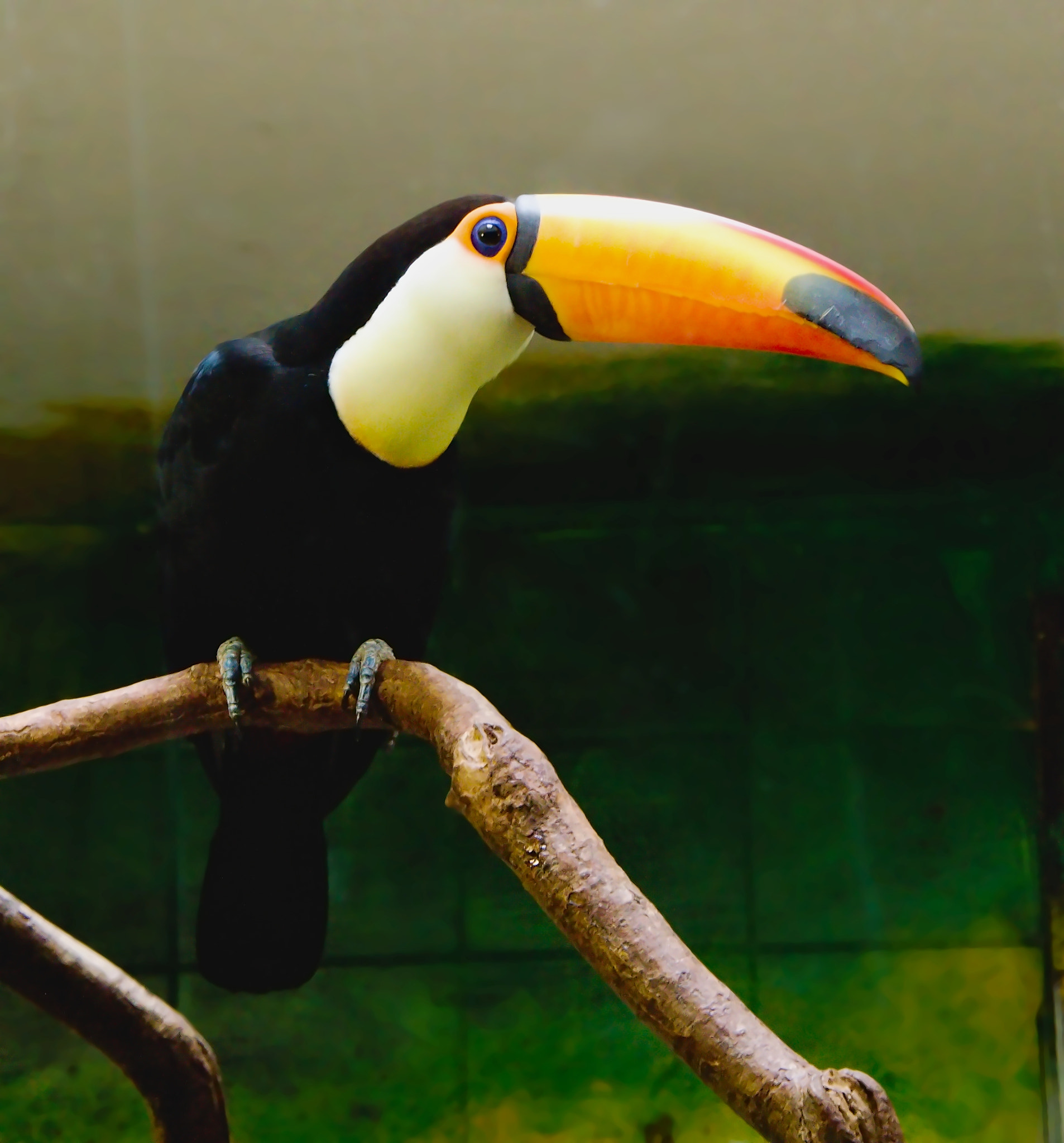 18.00 - 105.00 mm f/3.5 - 5.6 sample photo. Toucan photography