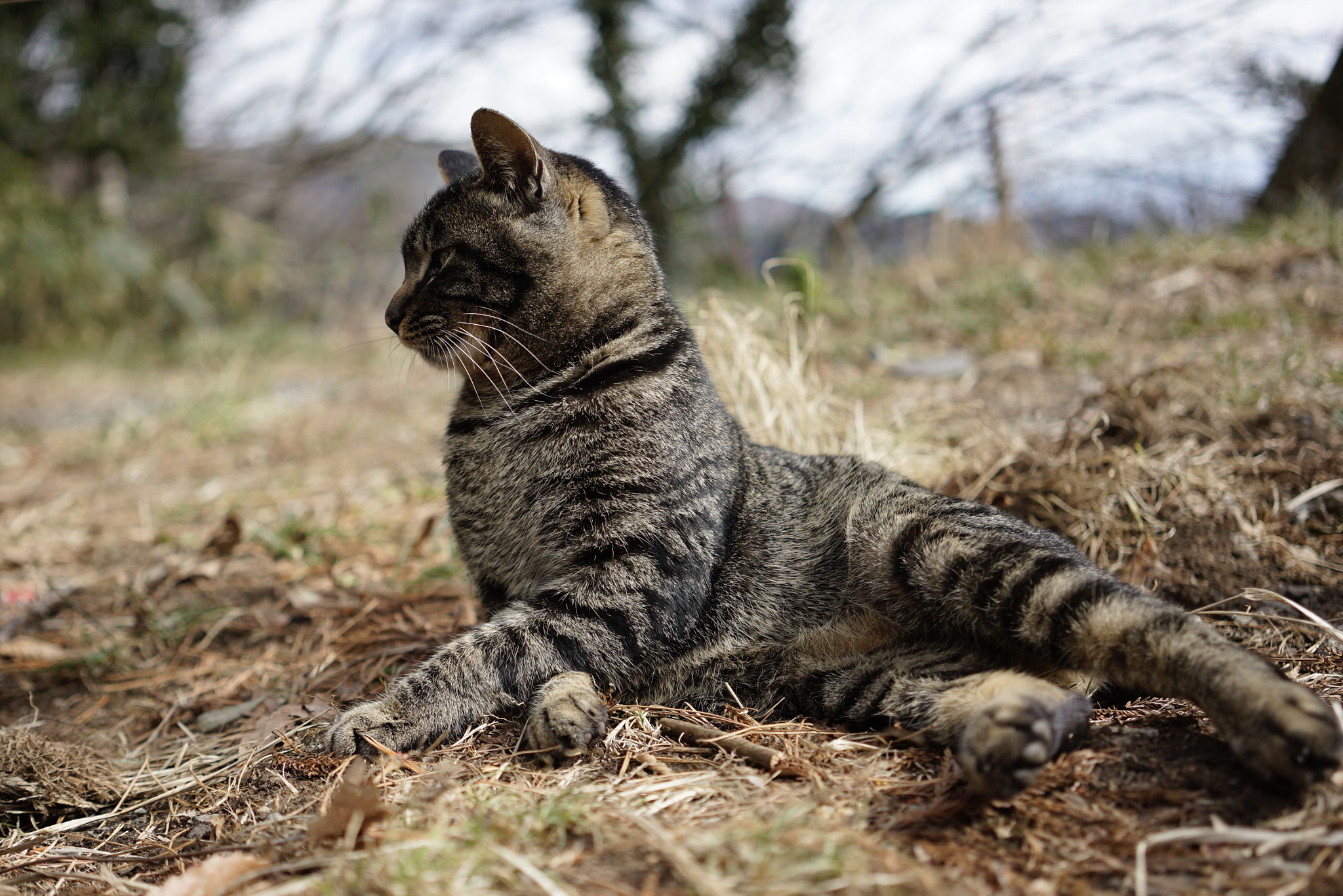 Sony a7 II + Sony Sonnar T* FE 35mm F2.8 ZA sample photo. Cat in hakone, japan photography