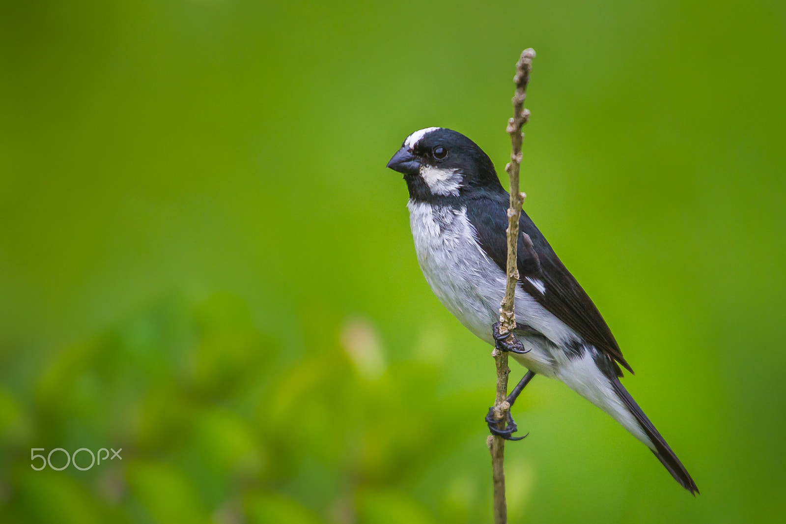 Canon EF 100-400mm F4.5-5.6L IS USM sample photo. Lined seedeater photography