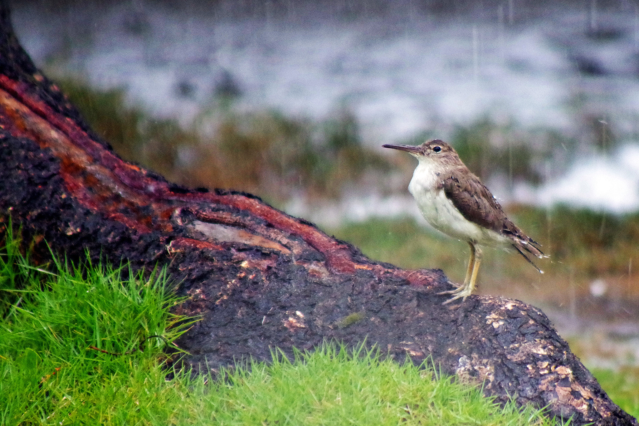 smc PENTAX-FA 80-320mm F4.5-5.6 sample photo. Bajo la lluvia photography