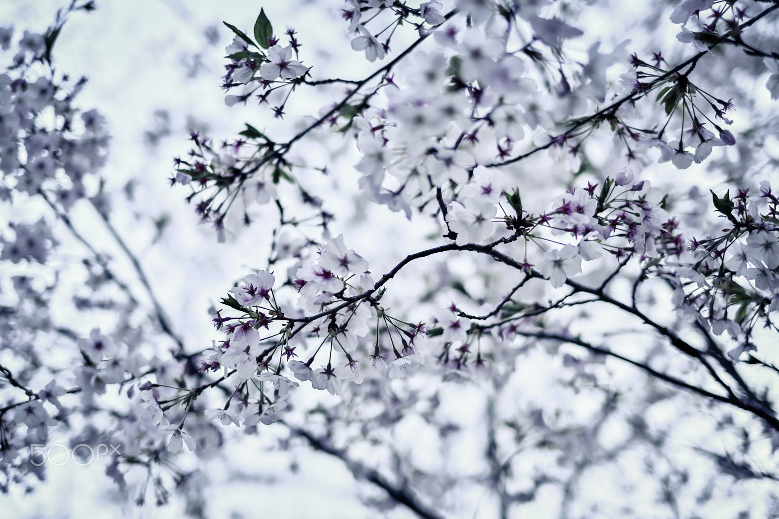 Fujifilm X-Pro2 + Fujifilm XF 35mm F1.4 R sample photo. Cherry blossoms snow photography