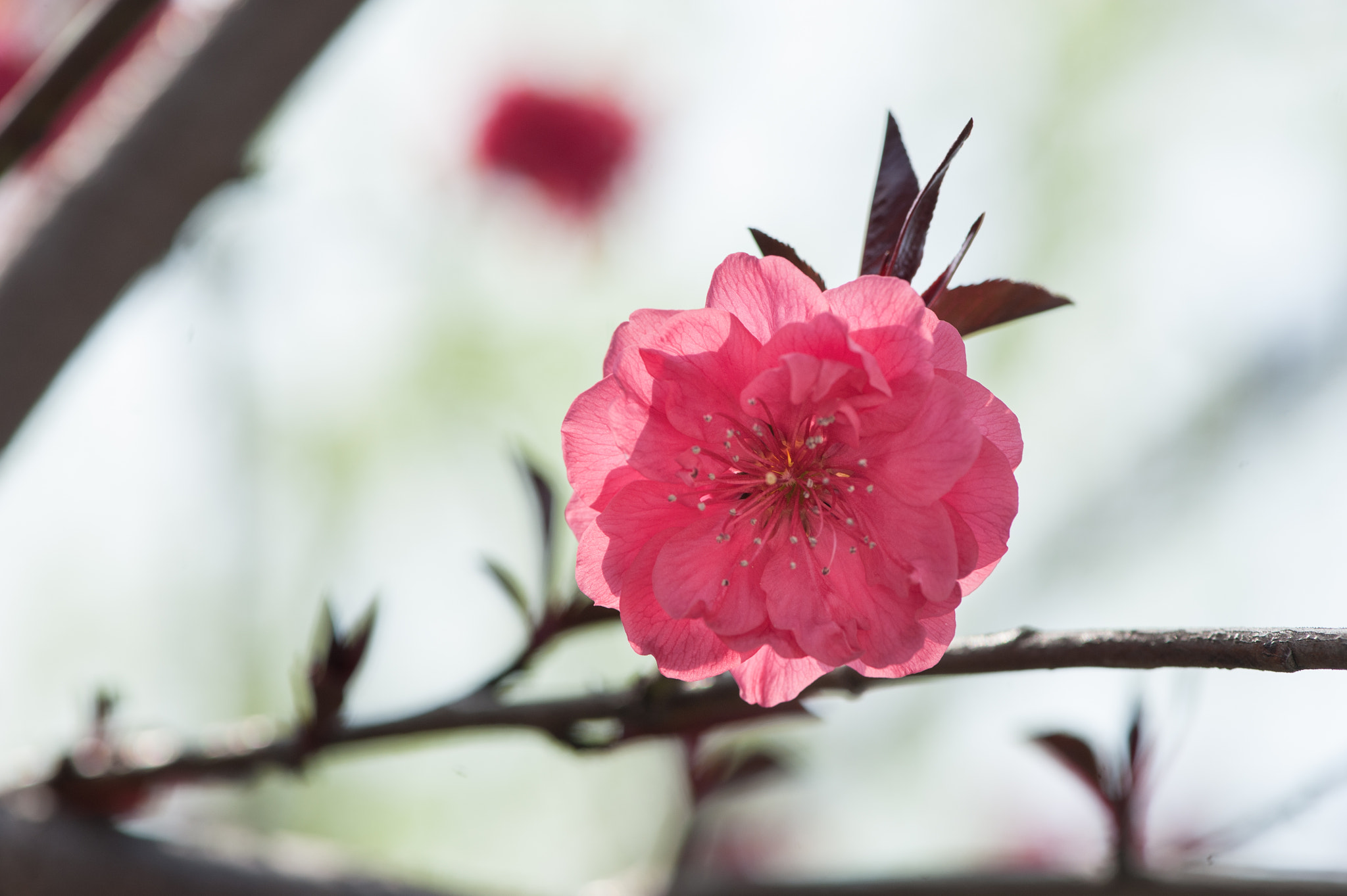 Nikon AF-S Micro-Nikkor 105mm F2.8G IF-ED VR sample photo. Spring red photography