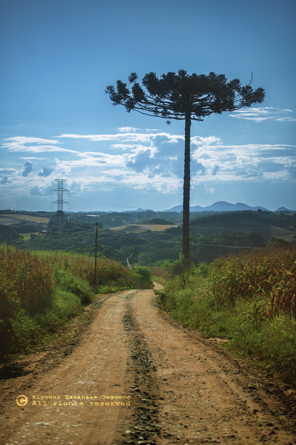 Nikon AF-S Nikkor 70-200mm F2.8G ED VR II sample photo. Pine tree / campo magro photography
