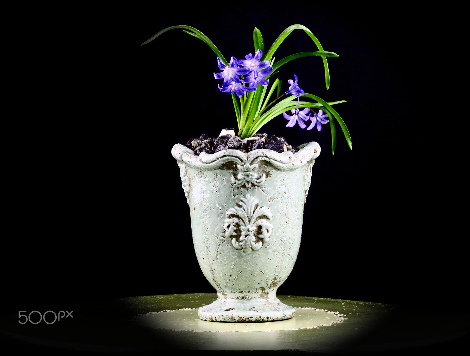 Sigma 105mm F2.8 EX DG OS HSM sample photo. Bringing the spring indside photography