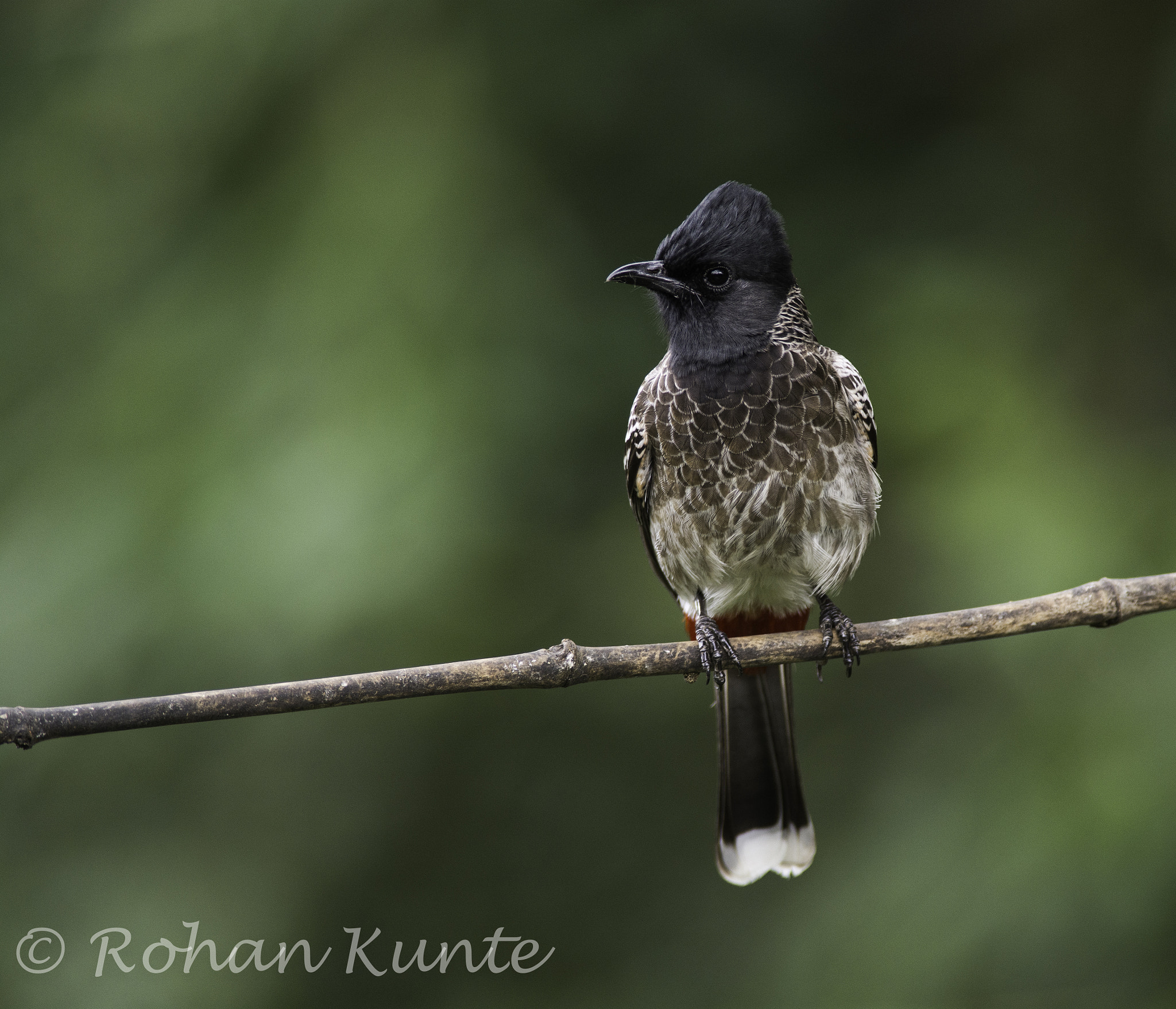 Nikon D7100 sample photo. Red vented bulbul photography