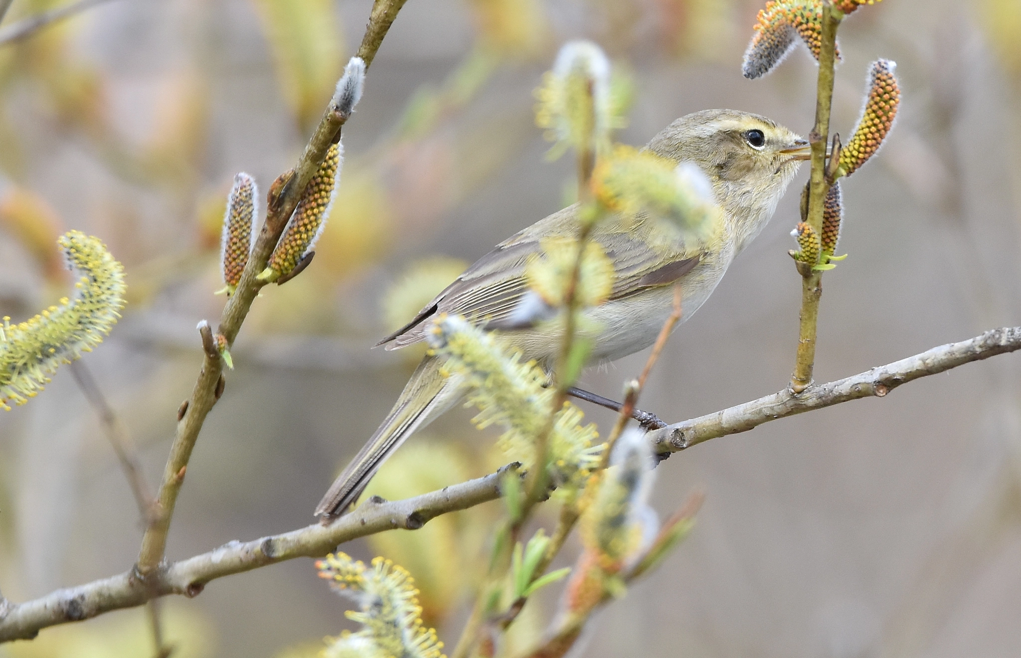 Sigma 150-600mm F5-6.3 DG OS HSM | C sample photo. Great reed-warbler - romantic photography