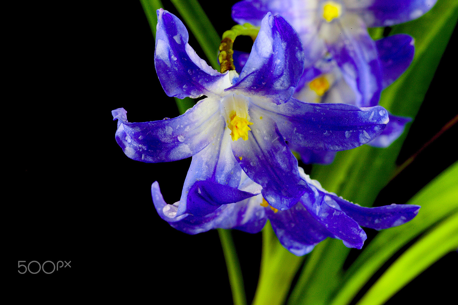 Sigma 105mm F2.8 EX DG OS HSM sample photo. Bringing the spring inside i photography
