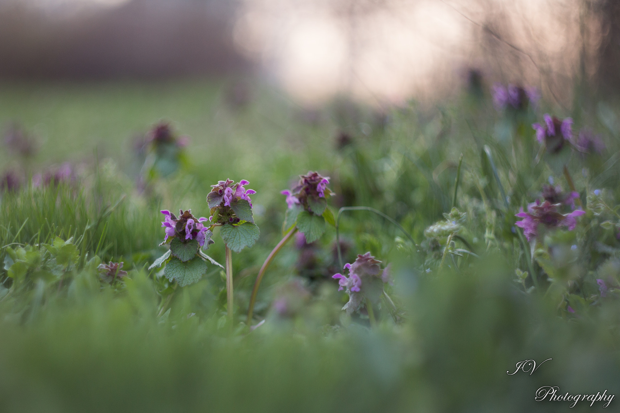 Canon EF 35-80mm f/4-5.6 sample photo. Purple green photography