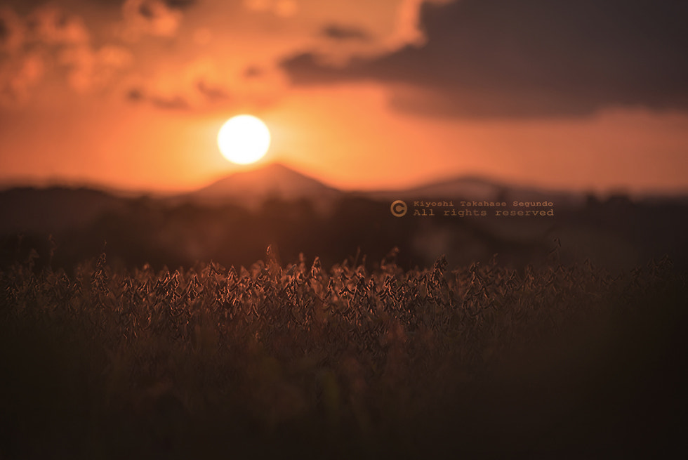Nikon AF-S Nikkor 70-200mm F2.8G ED VR II sample photo. Soybean plantation in campo magro photography