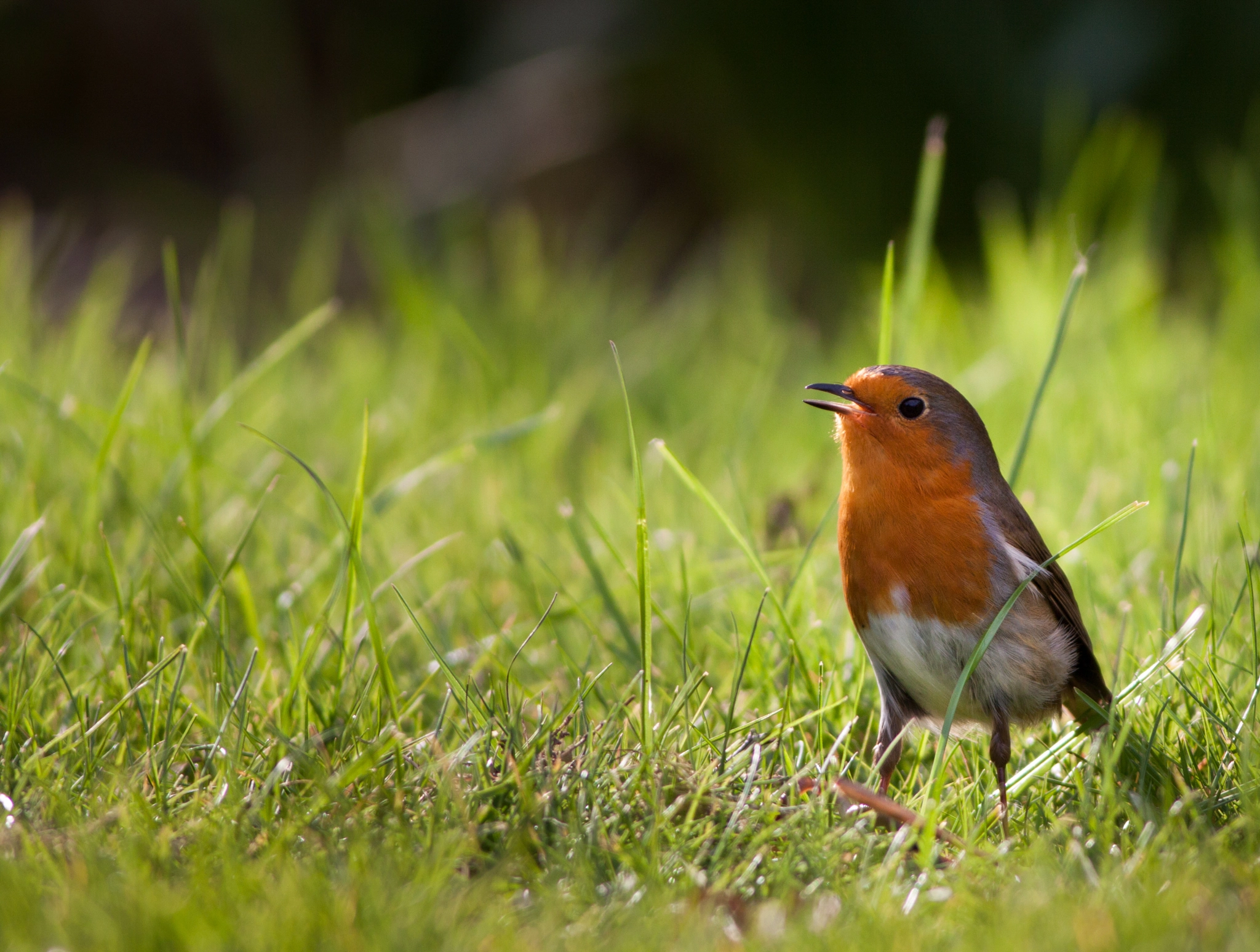 Canon EOS 50D + Canon EF 400mm F5.6L USM sample photo. Robin 6 (erithacus rubecula) photography