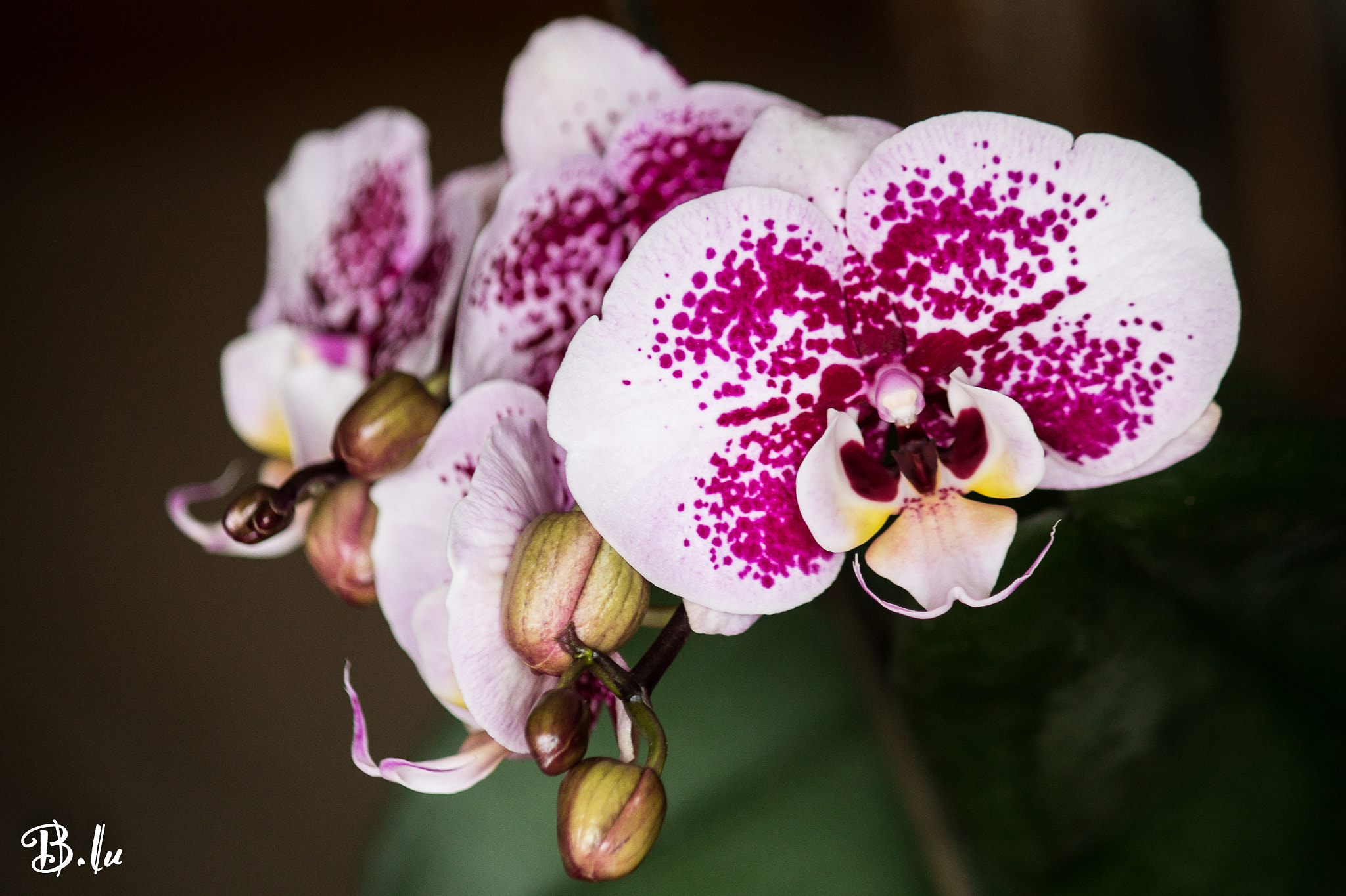 Canon EOS 1100D (EOS Rebel T3 / EOS Kiss X50) sample photo. Orchid photography