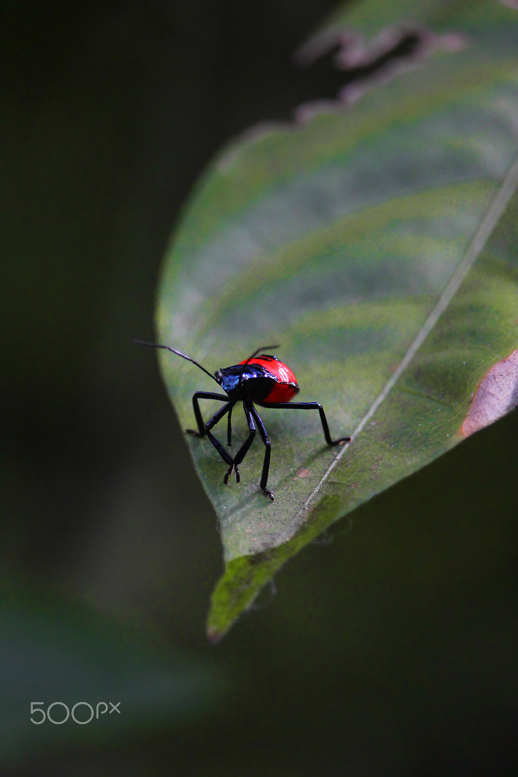 Canon EF-S 55-250mm F4-5.6 IS STM sample photo. Little schemer photography