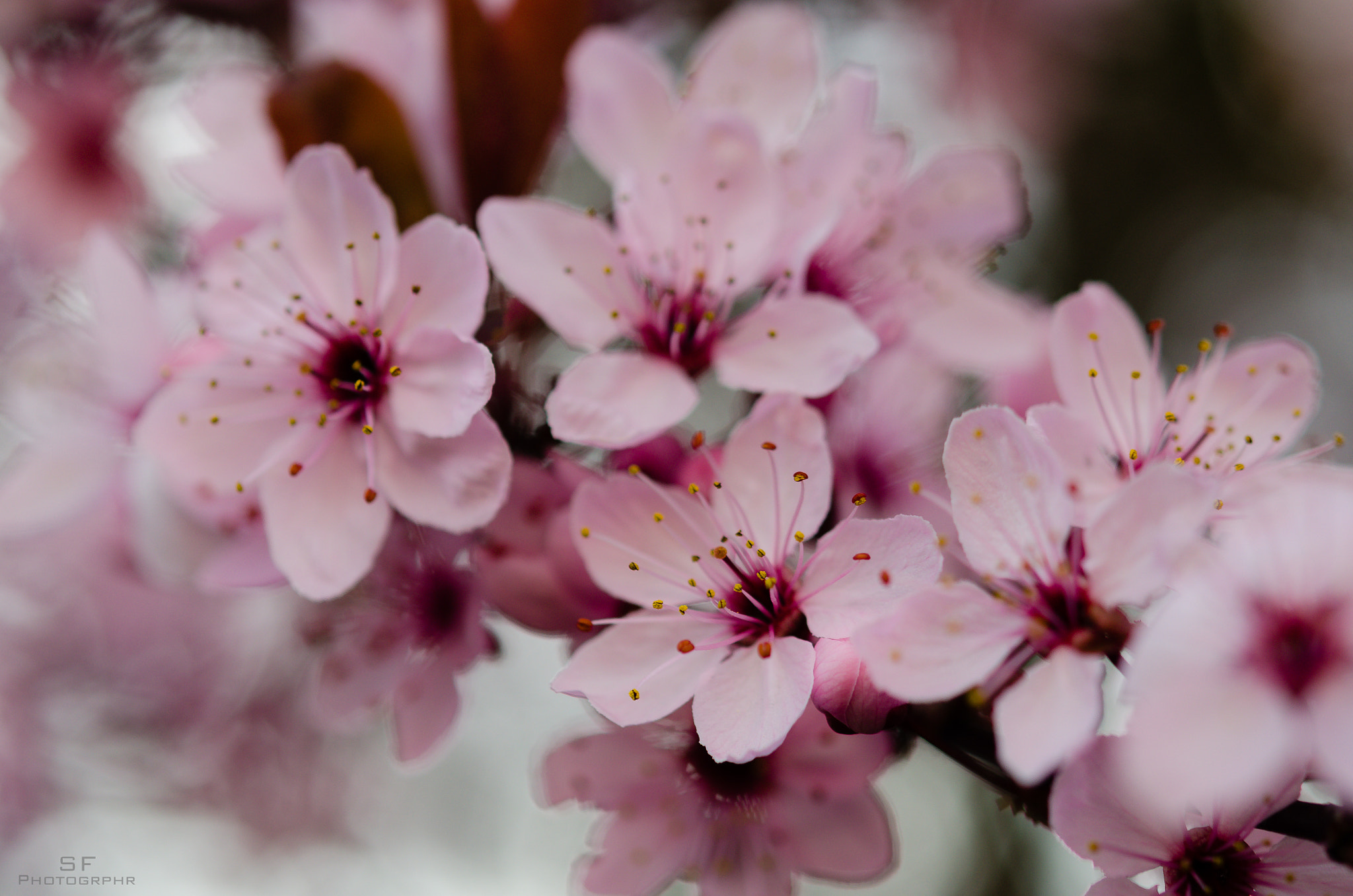 Nikon D7000 + Nikon AF-S Micro-Nikkor 60mm F2.8G ED sample photo. 88/365 - spring photography