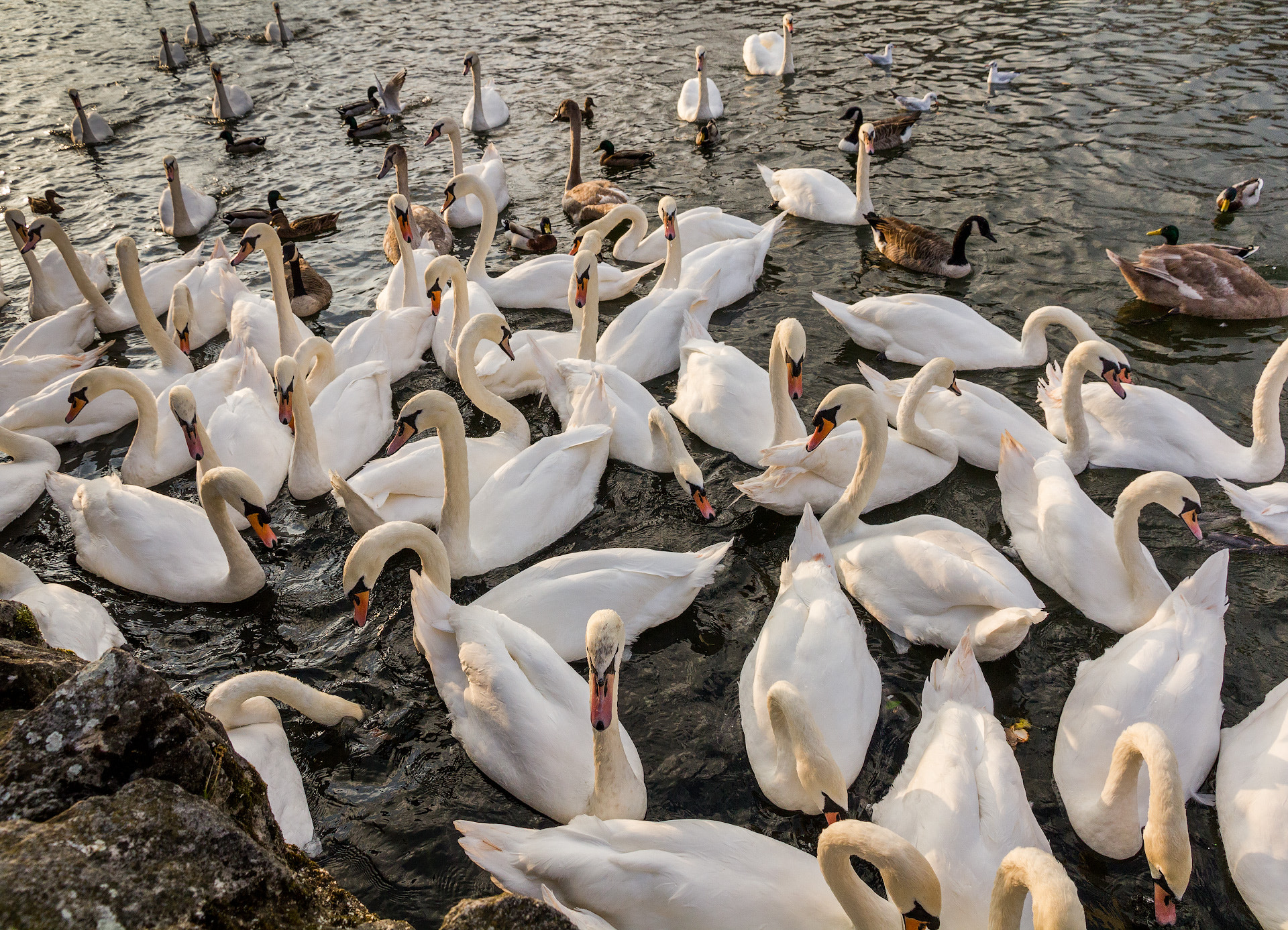 Canon EOS 550D (EOS Rebel T2i / EOS Kiss X4) sample photo. So many swans photography