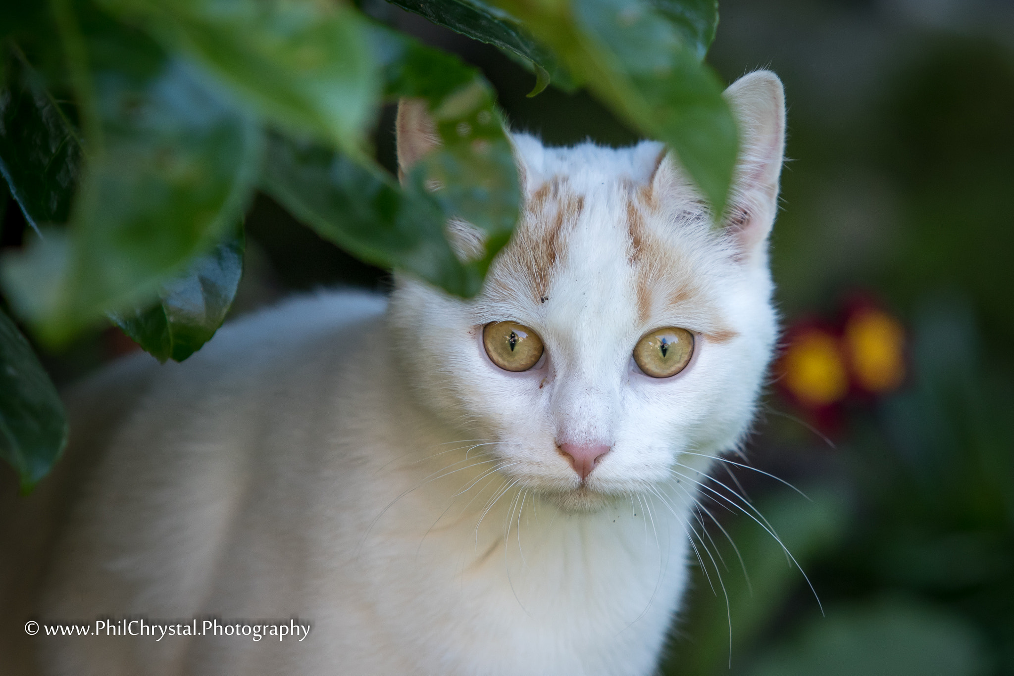 Canon EF 70-200mm F2.8L USM sample photo. Kitten photography
