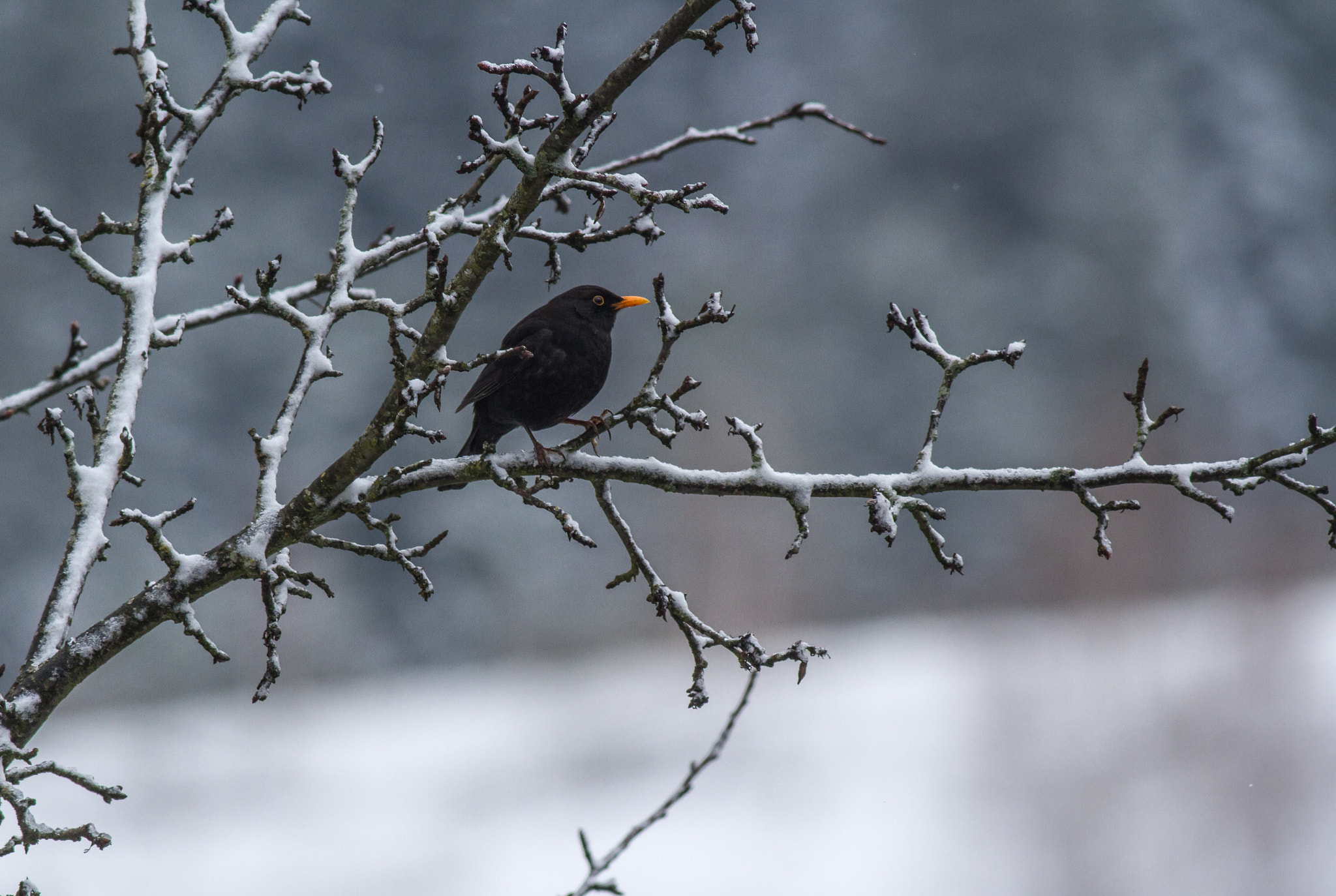 Canon EOS 7D + Canon EF 400mm F5.6L USM sample photo. ... black on white ... photography