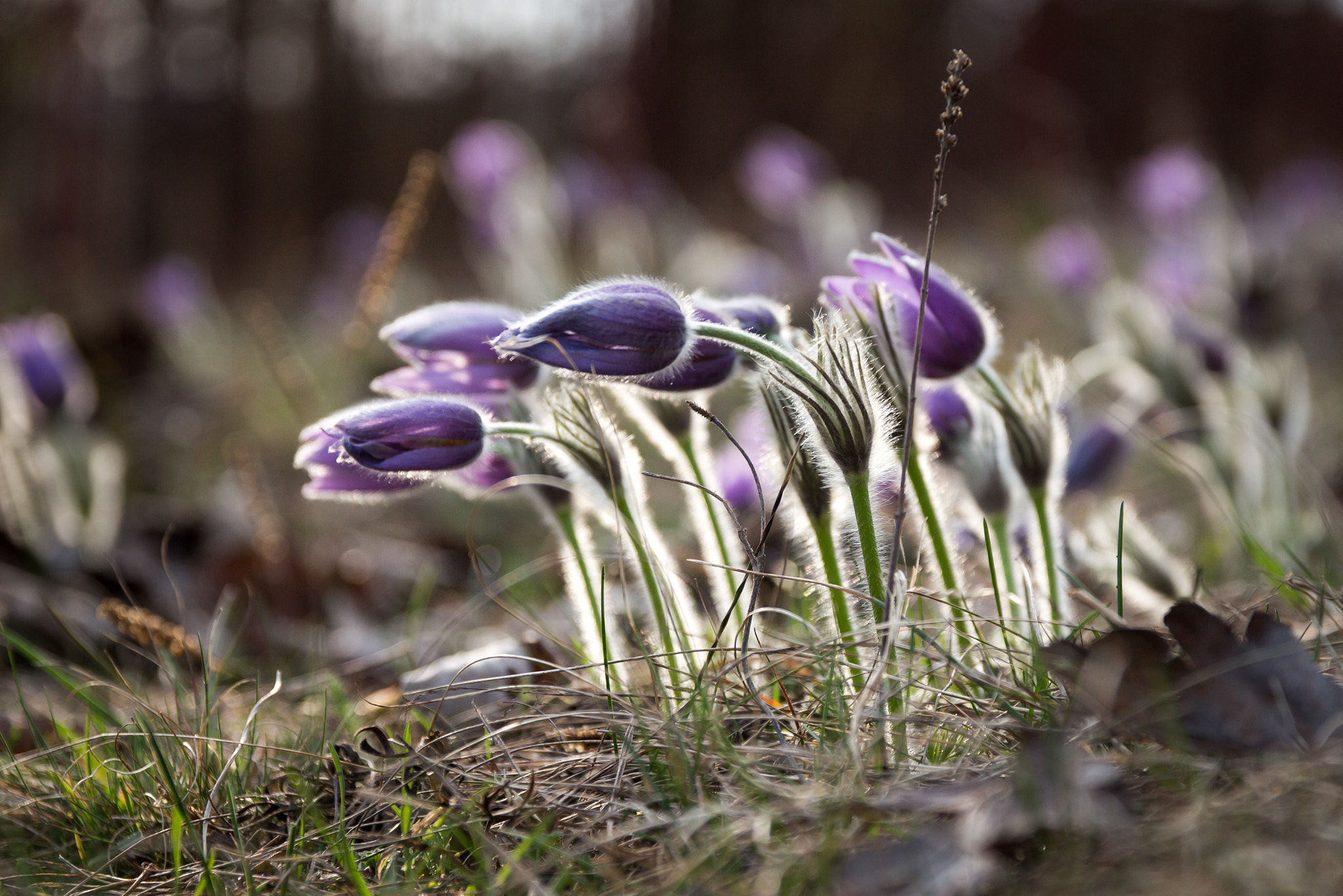 Canon EOS 700D (EOS Rebel T5i / EOS Kiss X7i) + Sigma 17-70mm F2.8-4 DC Macro OS HSM sample photo. Pulsatilla grandis photography