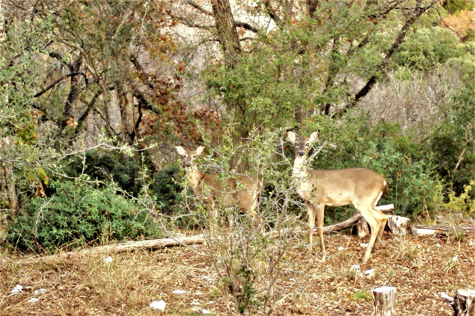 Sony Cyber-shot DSC-S930 sample photo. Deer and christmas photography