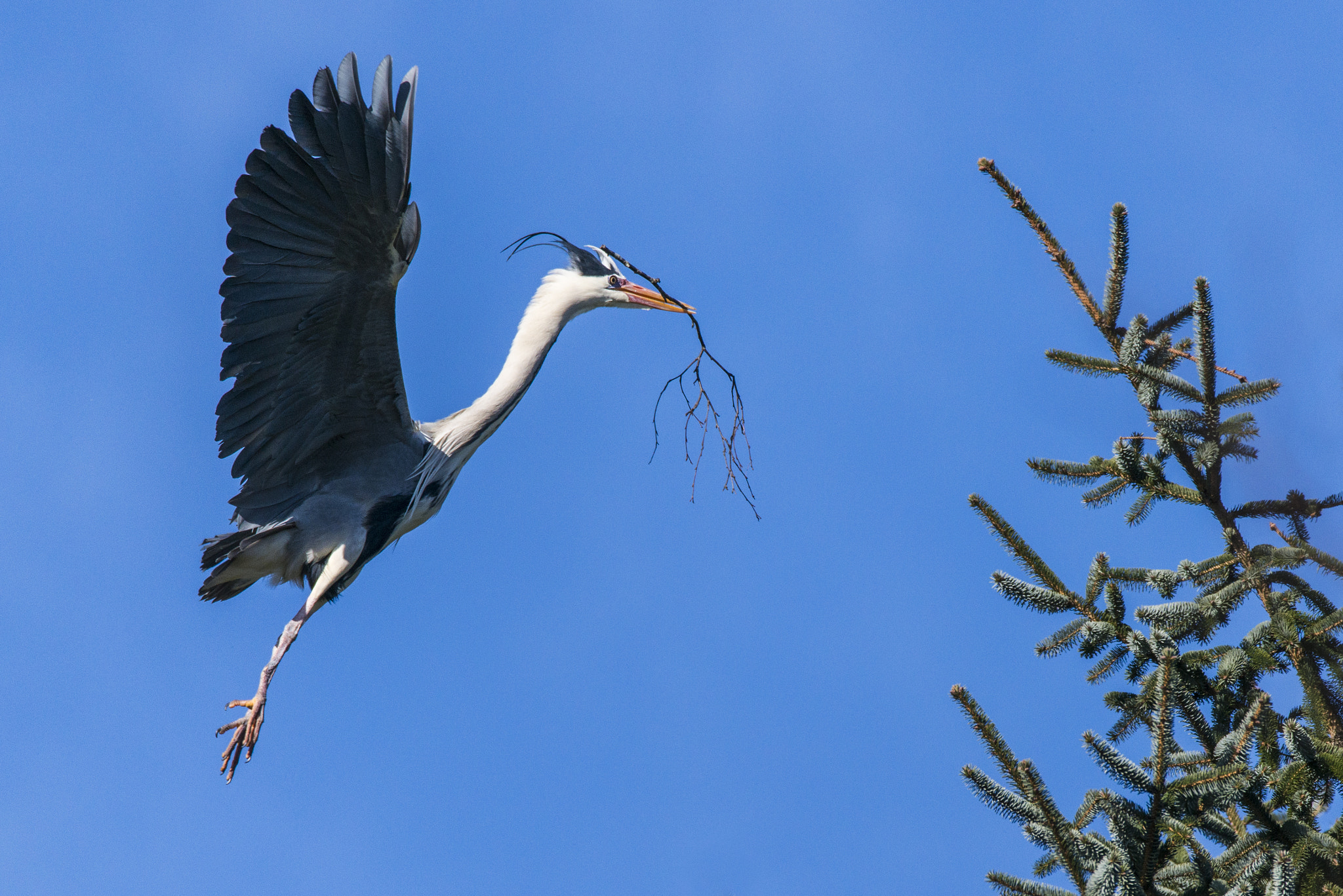 Sigma 150-600mm F5-6.3 DG OS HSM | S sample photo. Ardea cinerea photography