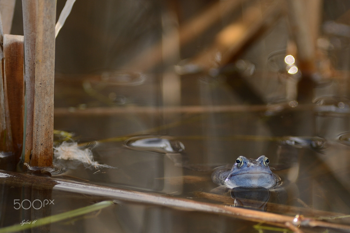 Nikon D7100 sample photo. Frog photography