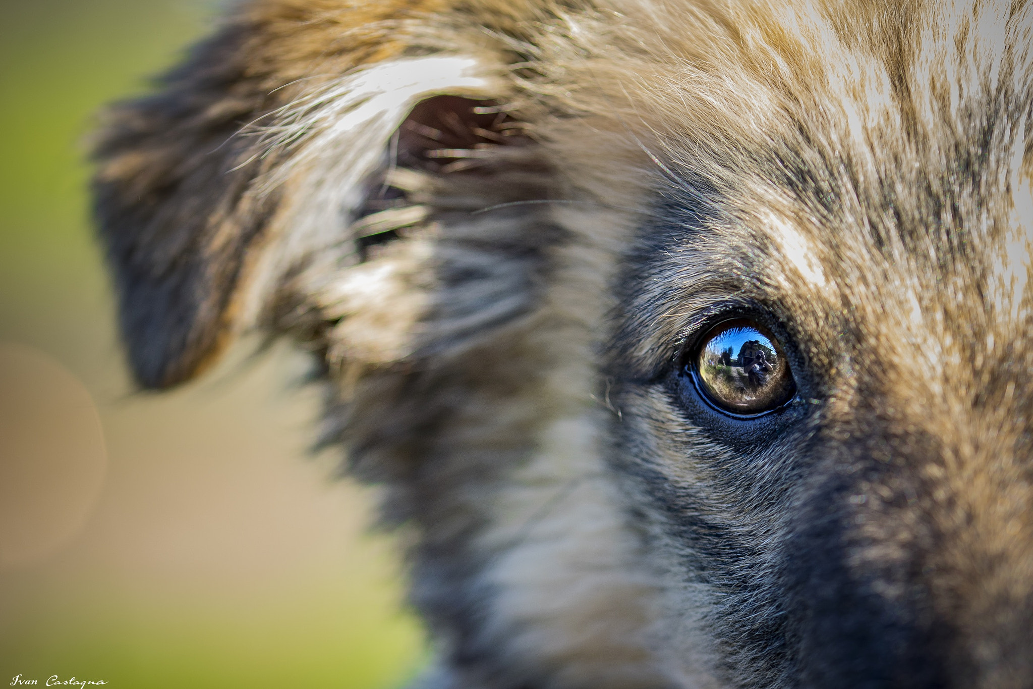 Sigma 105mm F2.8 EX DG OS HSM sample photo. Milo and his eyes photography