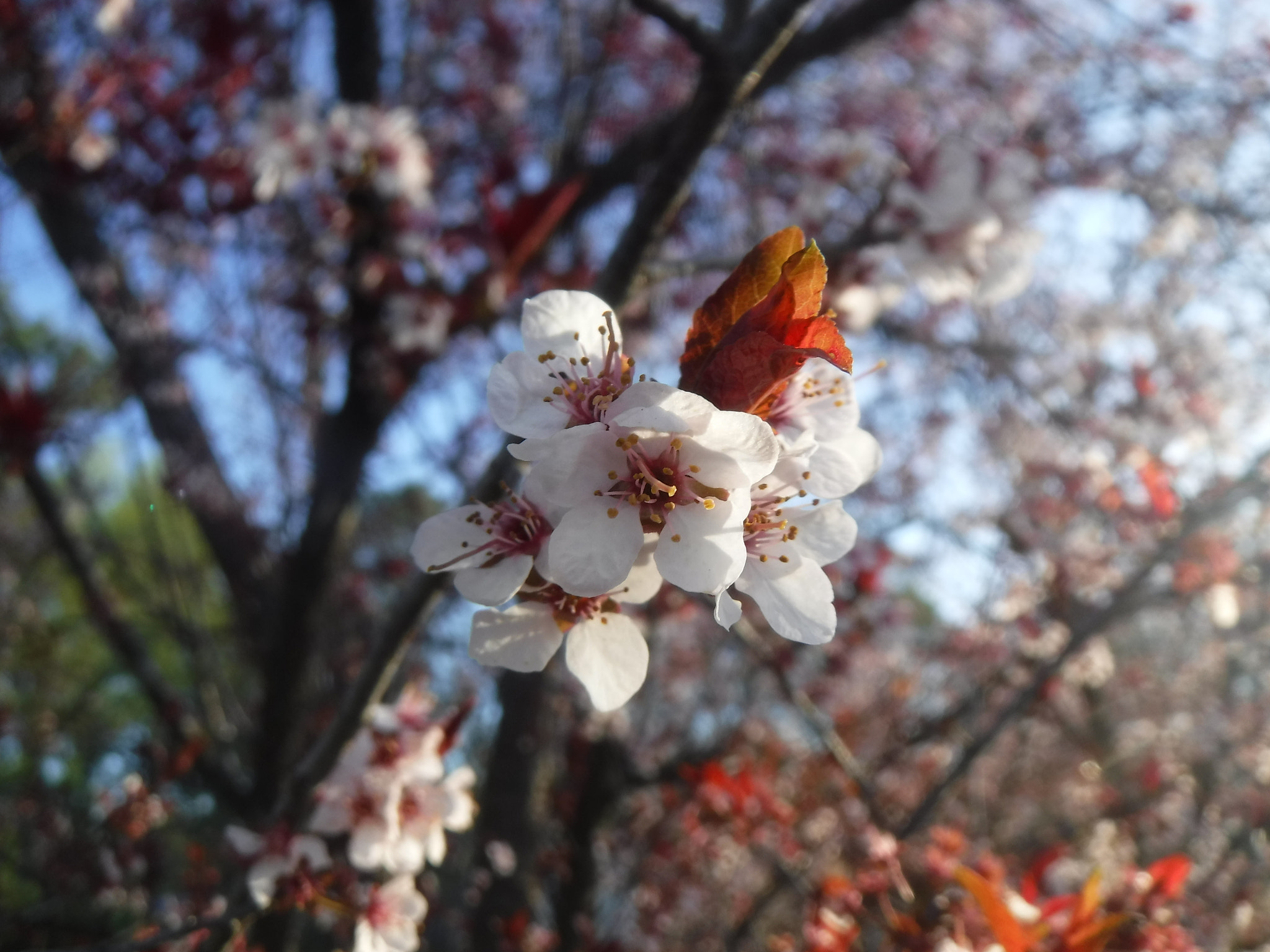 Fujifilm FinePix XP90 XP91 XP95 sample photo. Dscf photography