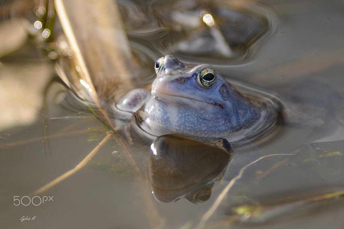 Nikon AF-S Nikkor 300mm F2.8G ED-IF VR sample photo. Kermit photography