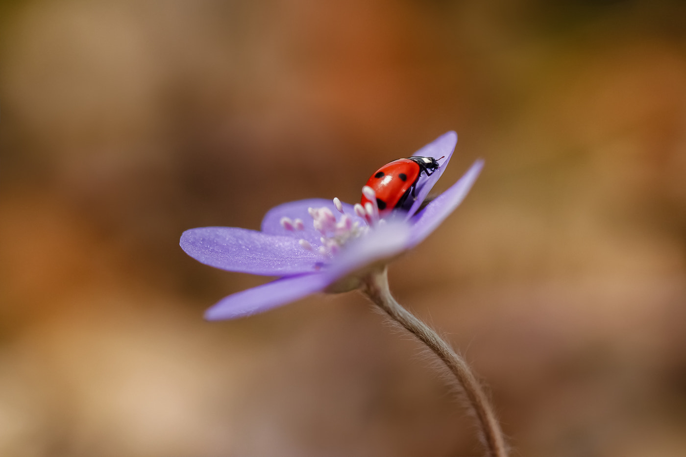 Canon EF 100mm F2.8L Macro IS USM sample photo. Lady photography
