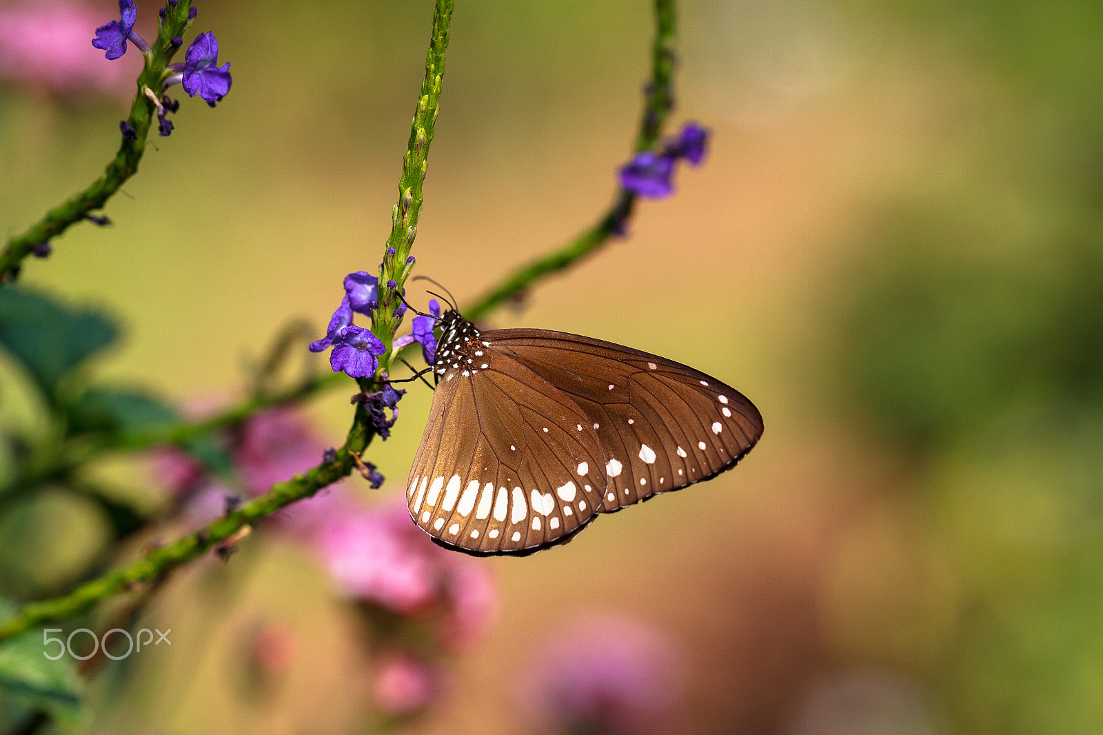 Canon EF 100mm F2.8L Macro IS USM sample photo. Purple pretty photography