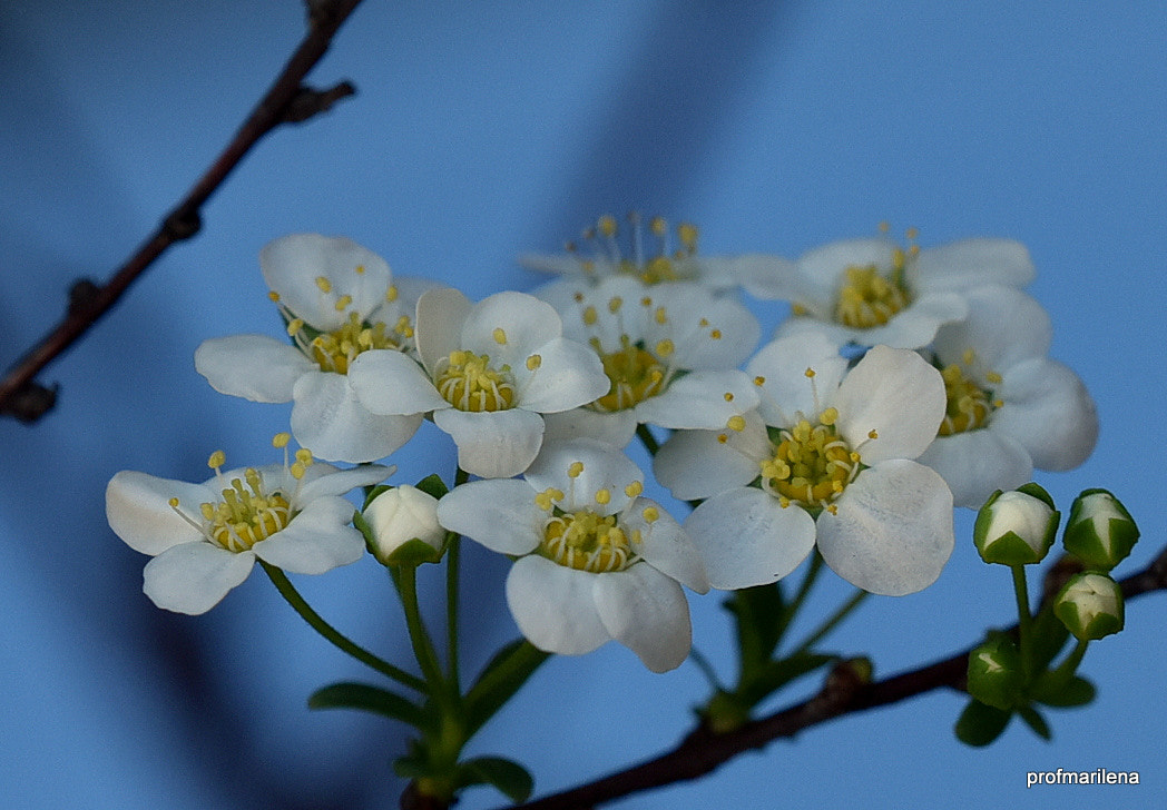 Nikon D810 sample photo. Blue background photography