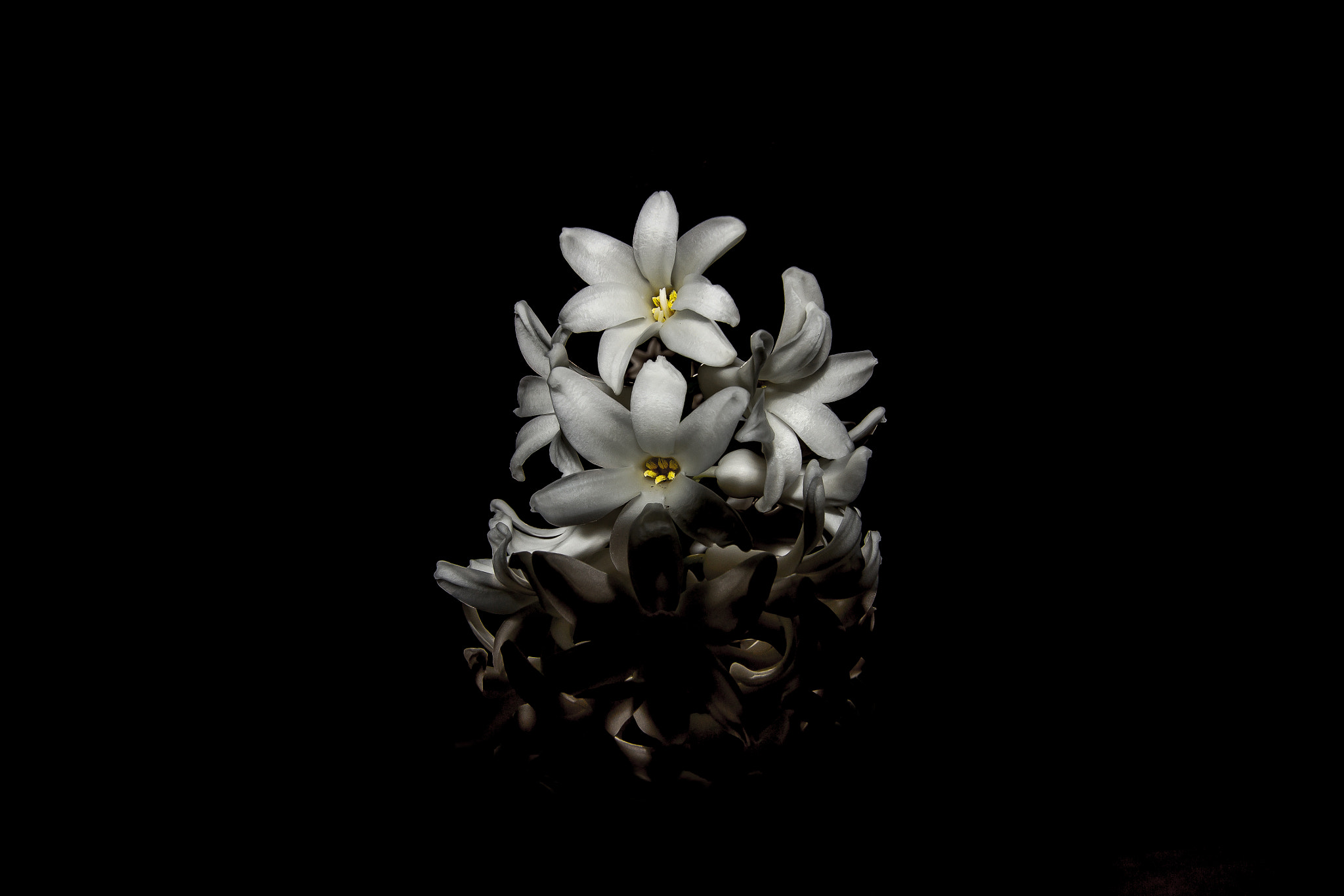 Canon EOS 60D sample photo. Hyacinthus orientalis photography