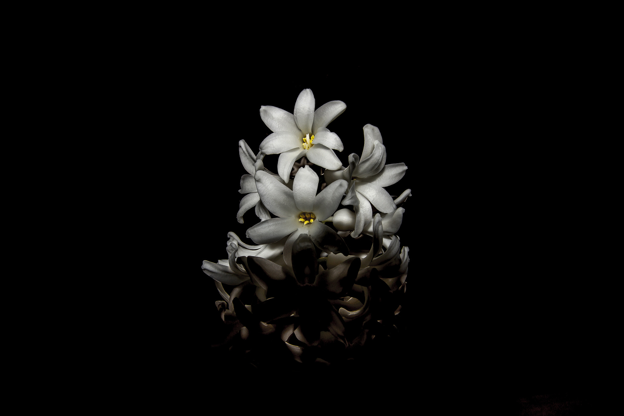 Canon EF-S 10-22mm F3.5-4.5 USM sample photo. Hyacinthus orientalis photography